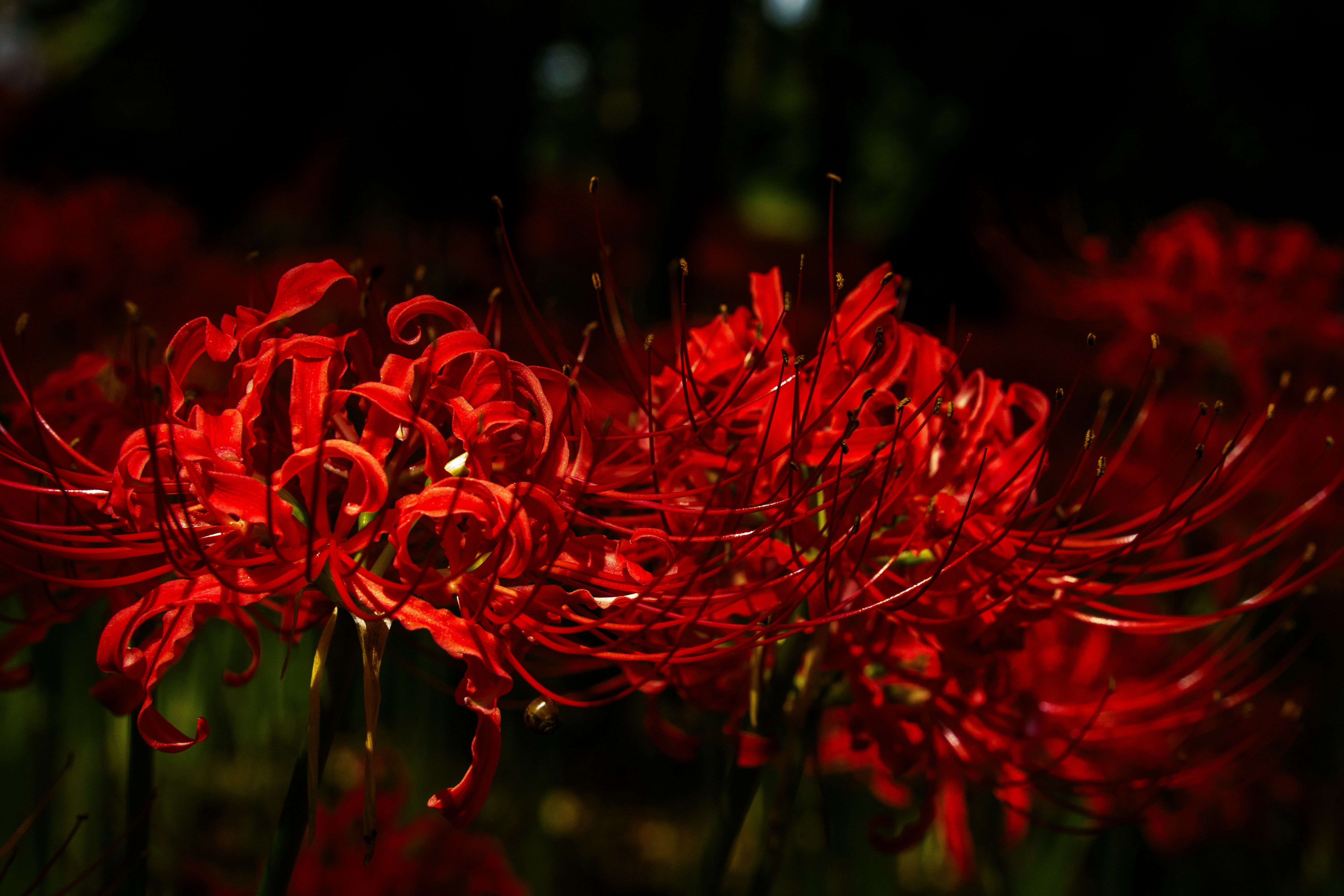 Photo by kent_shimazaki