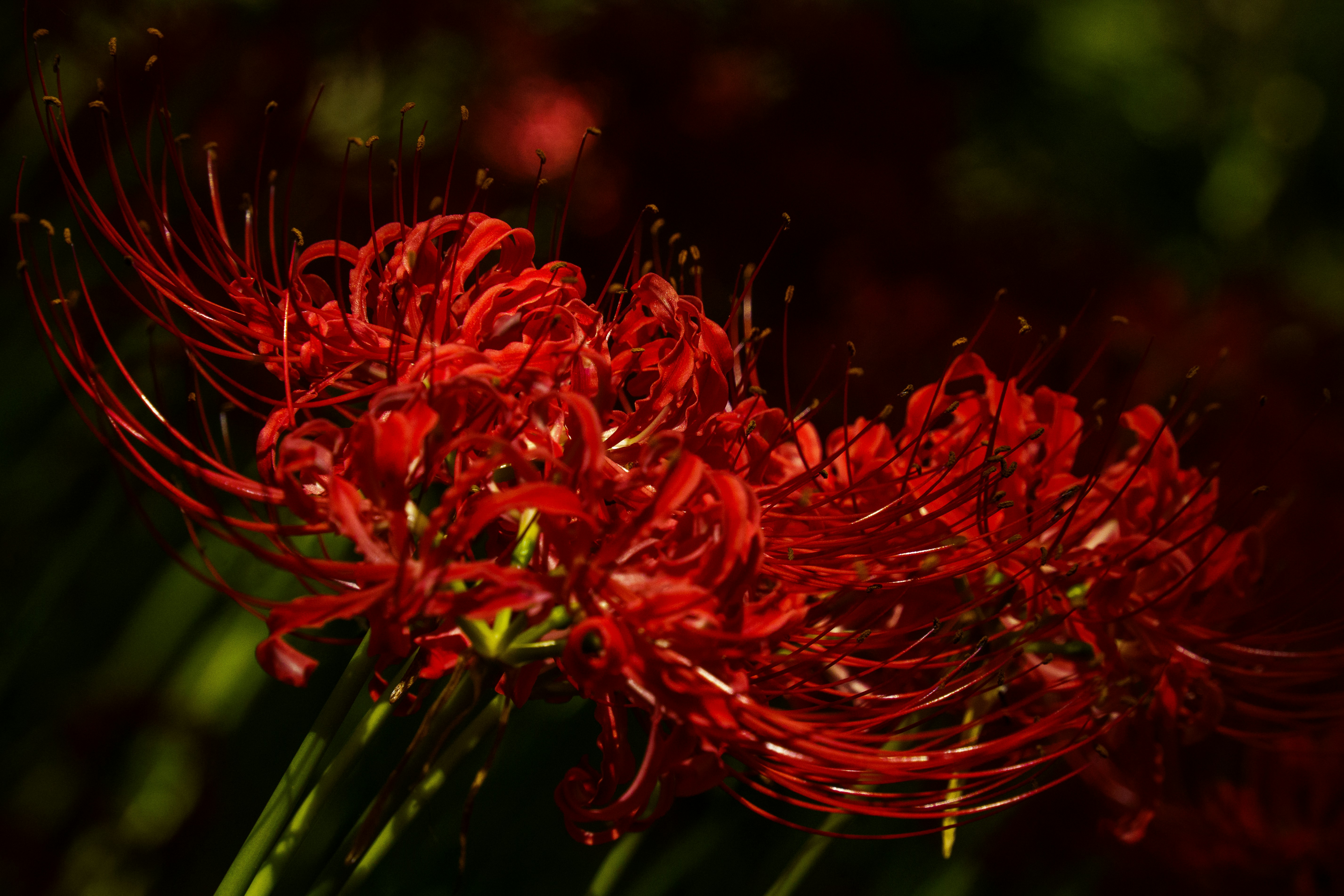 A close up of a bunch of red flowers
