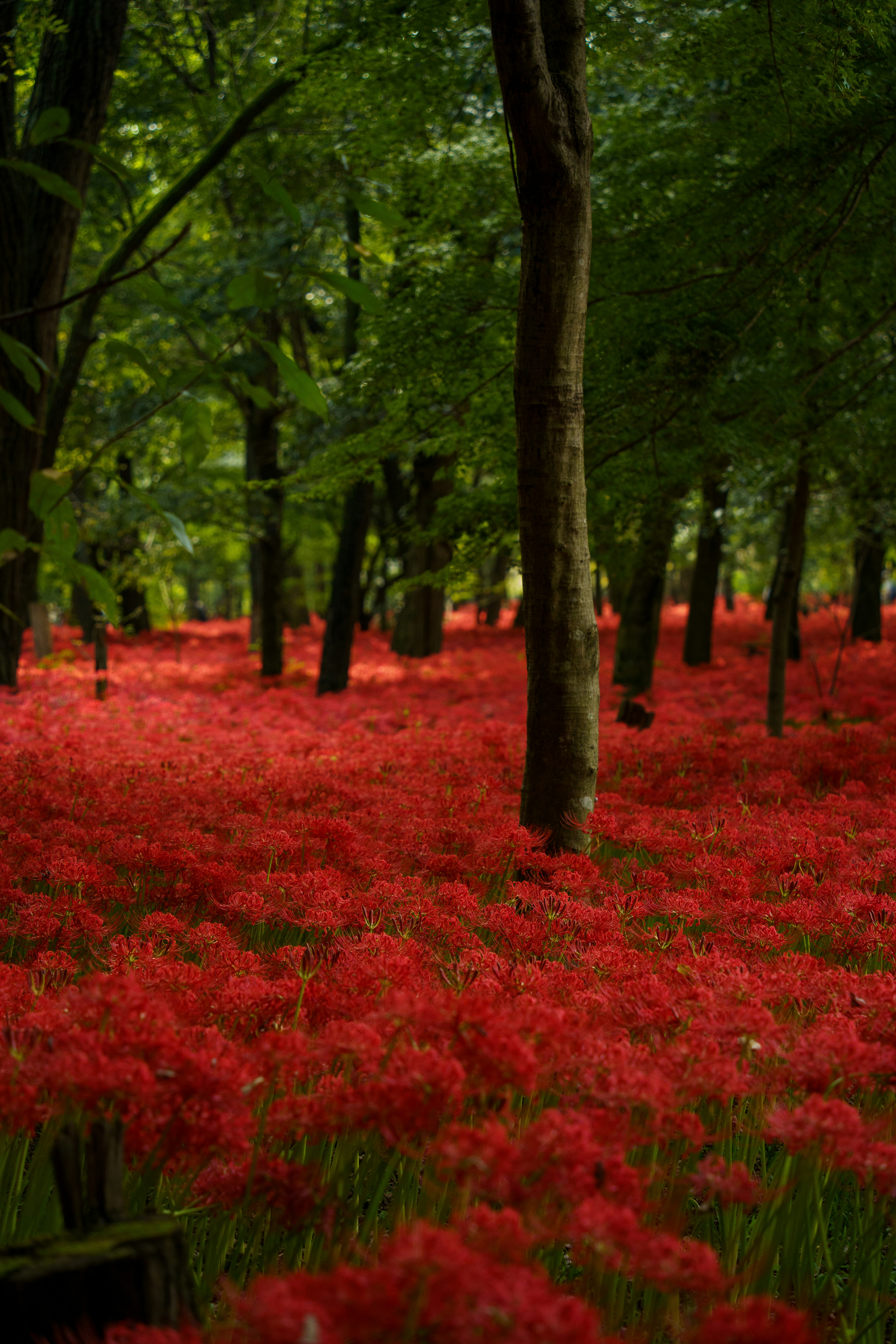 A forest filled with lots of red flowers