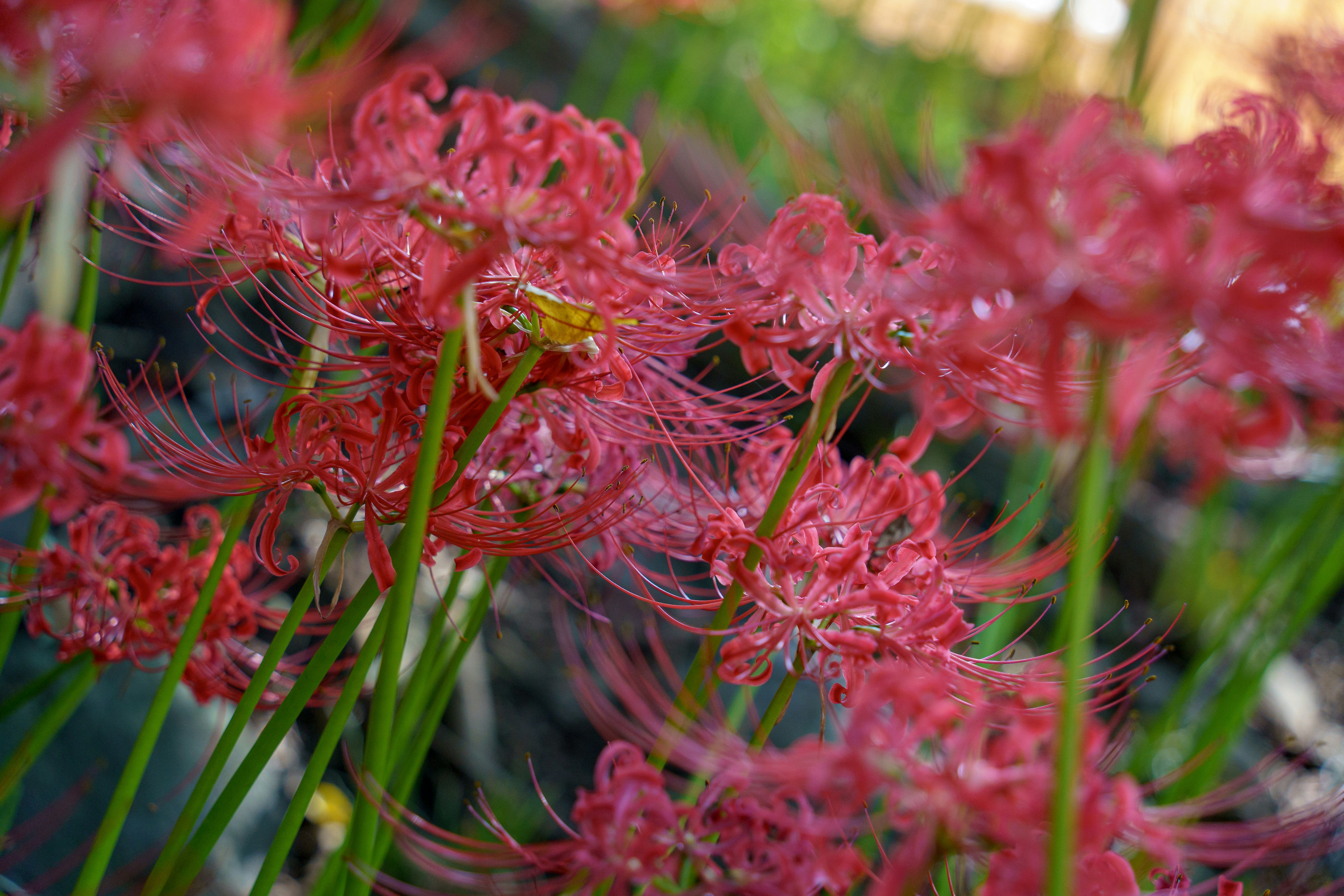 Photo by kent_shimazaki