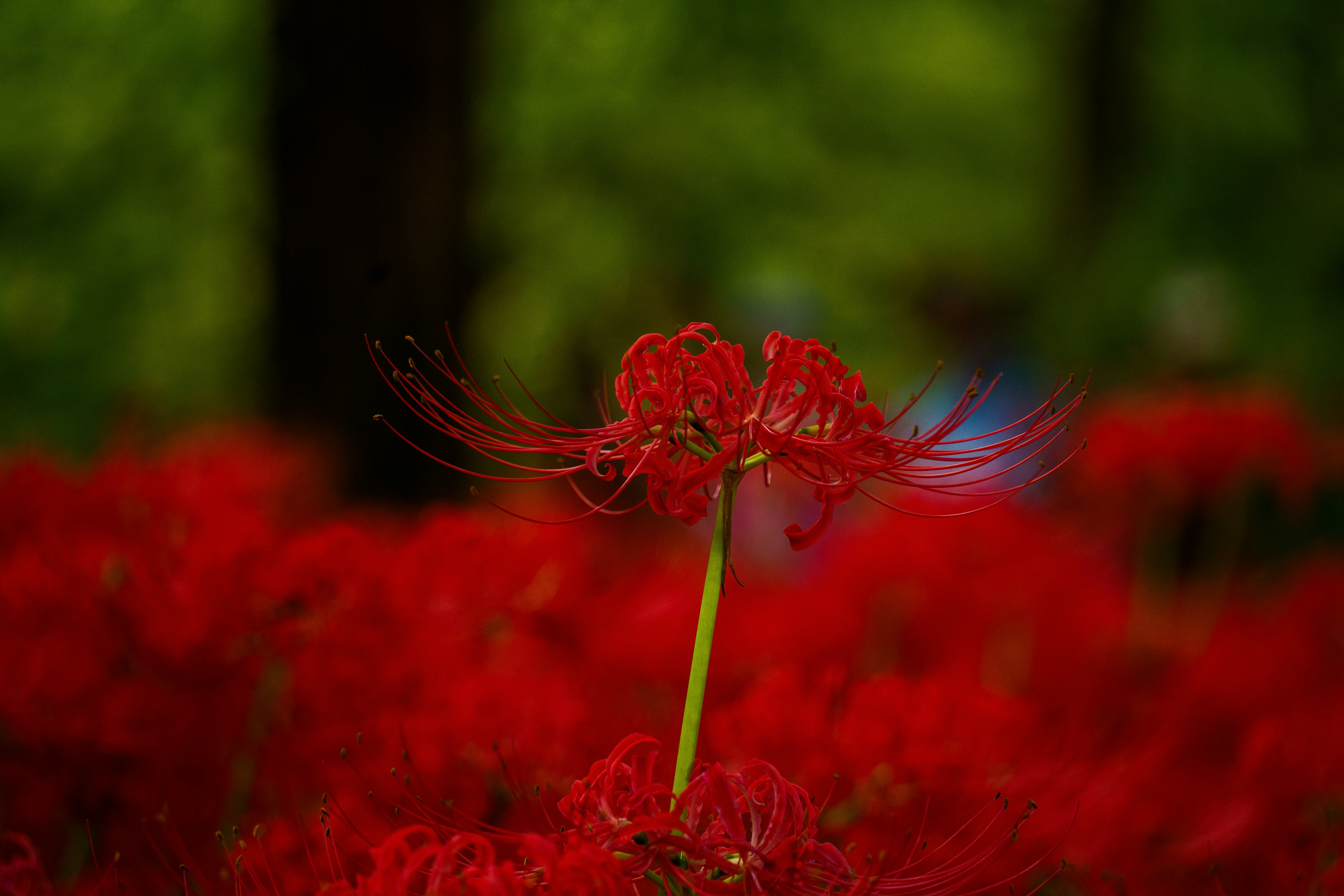 Photo by kent_shimazaki