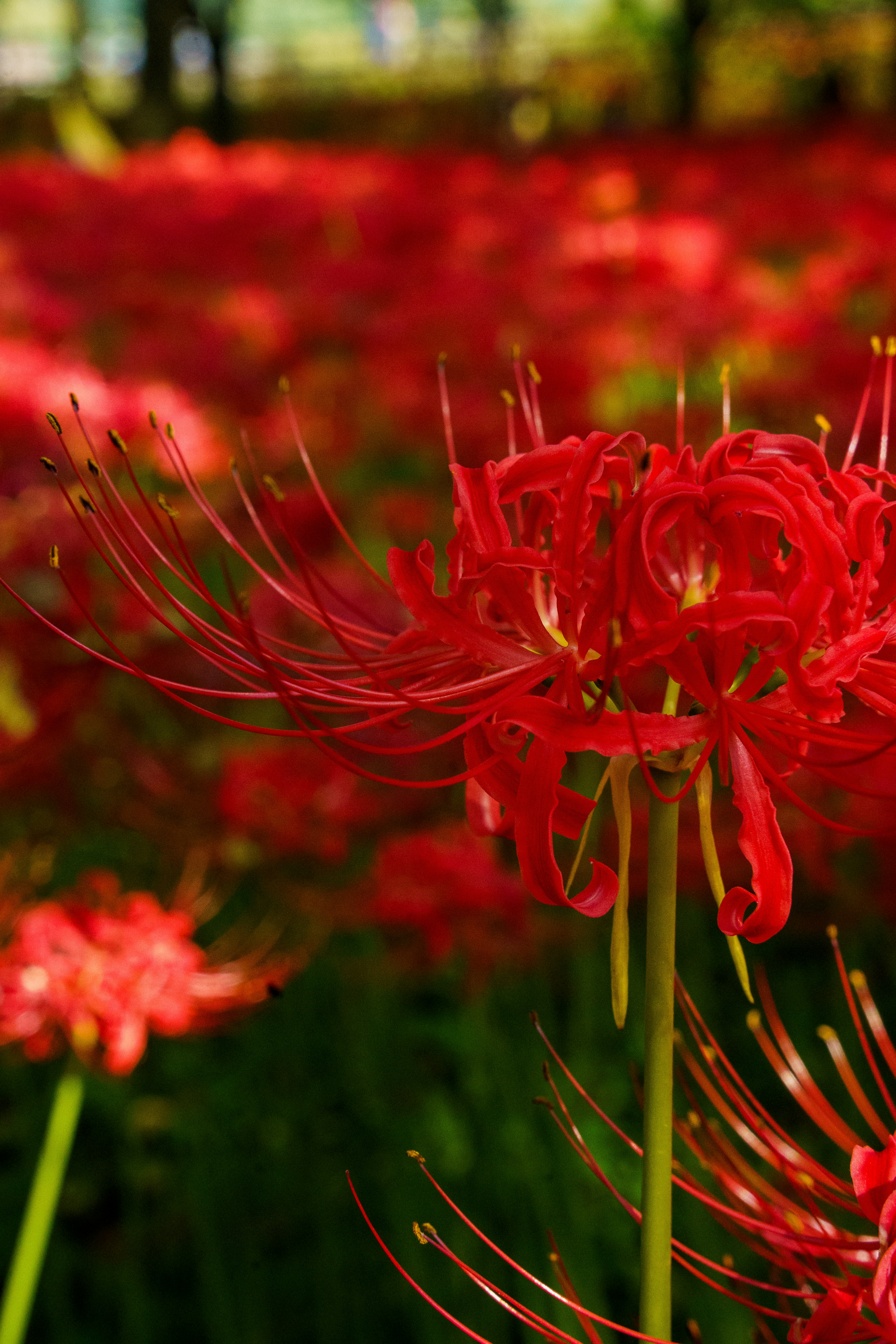 Photo by kent_shimazaki