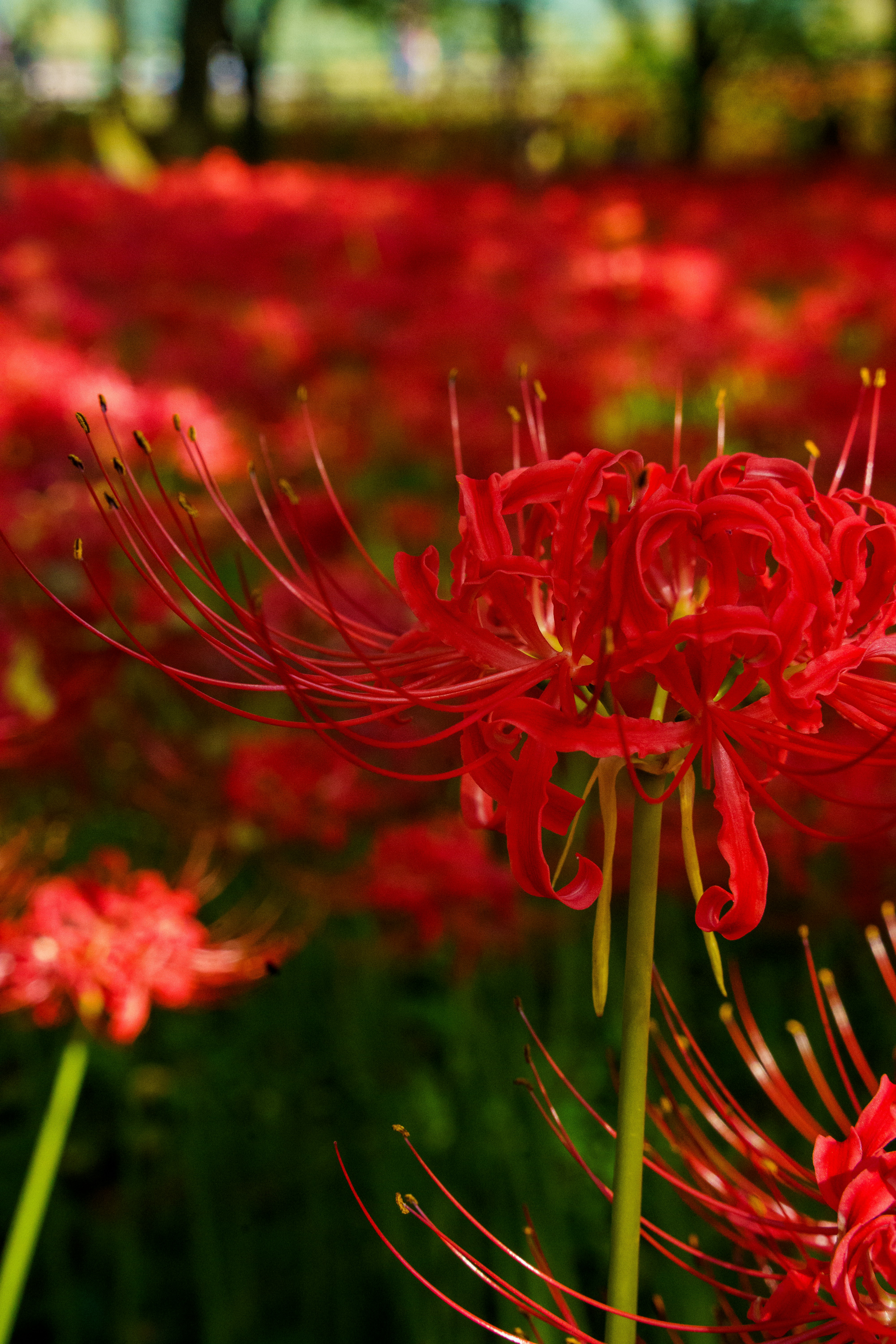 Photo by kent_shimazaki