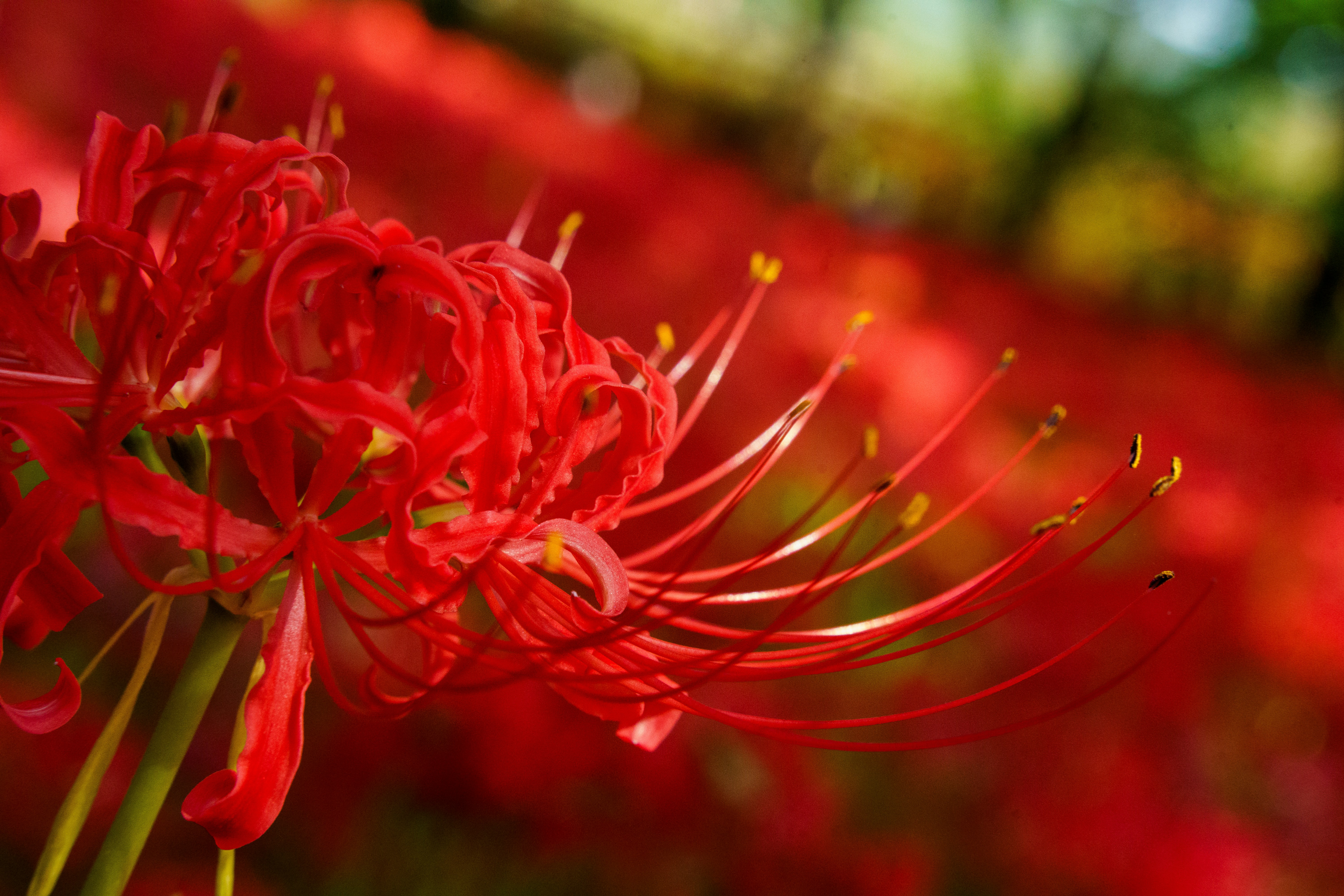 Photo by kent_shimazaki