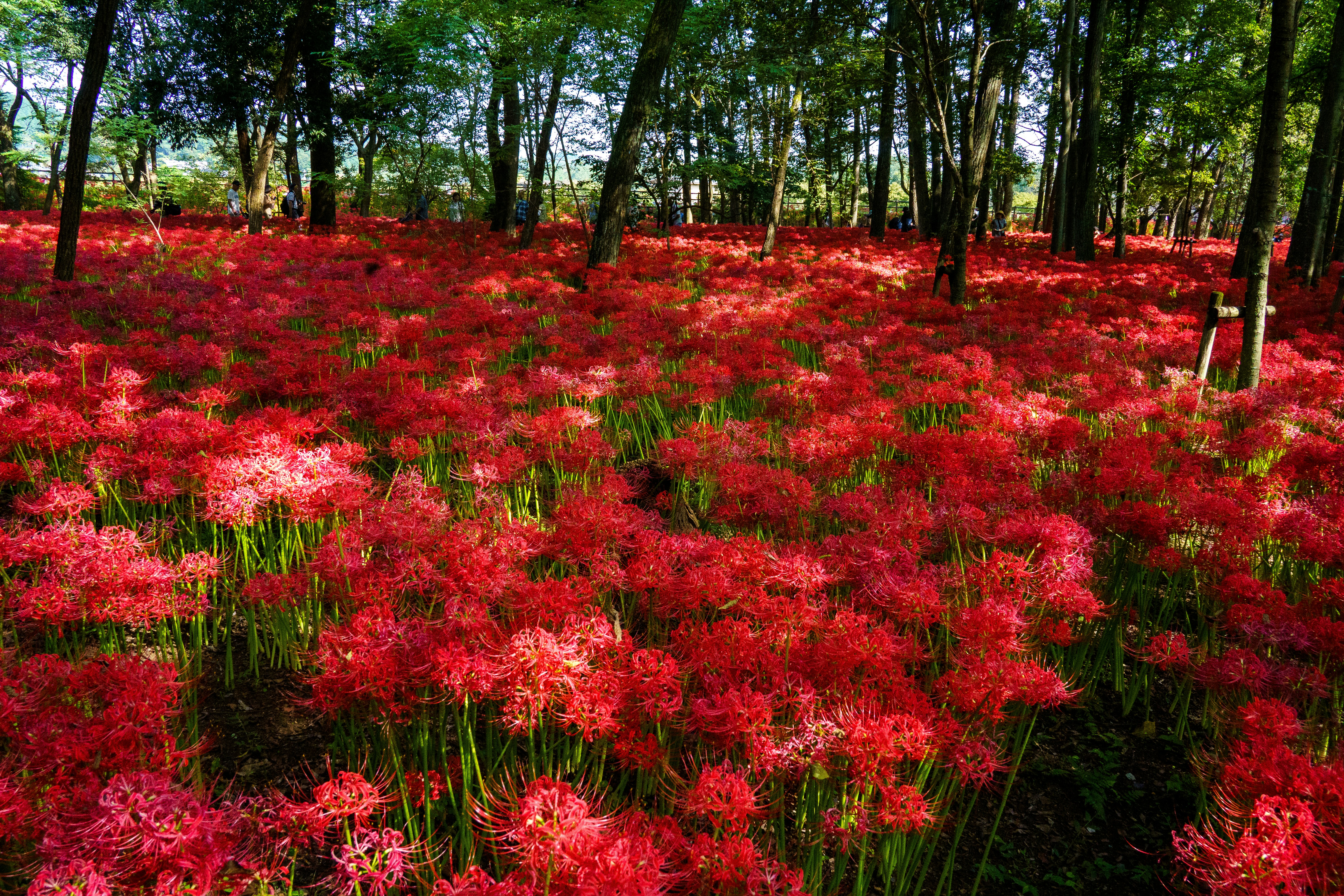 A field of red flowers in the middle of a forest