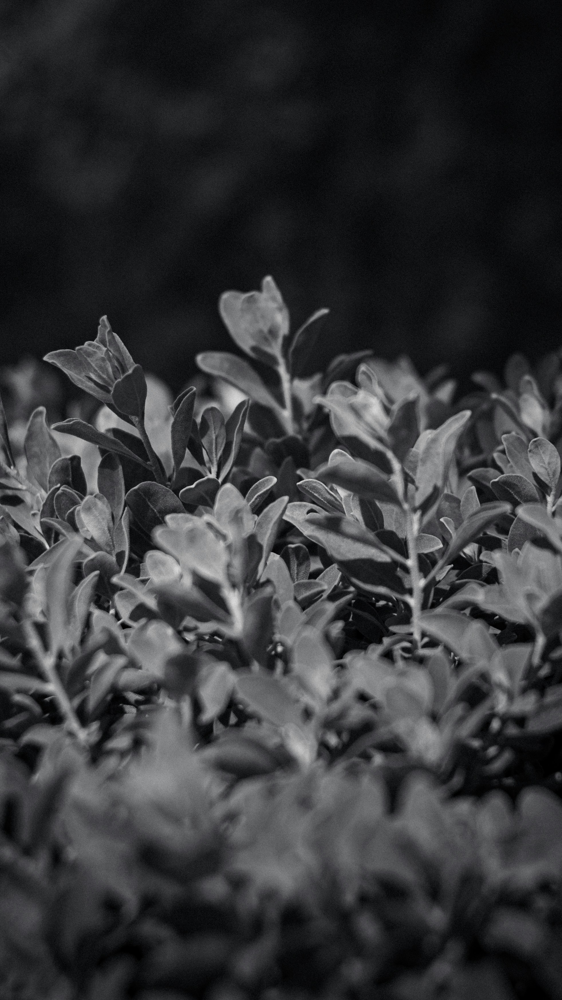 Photo by lucasdalamartaphoto