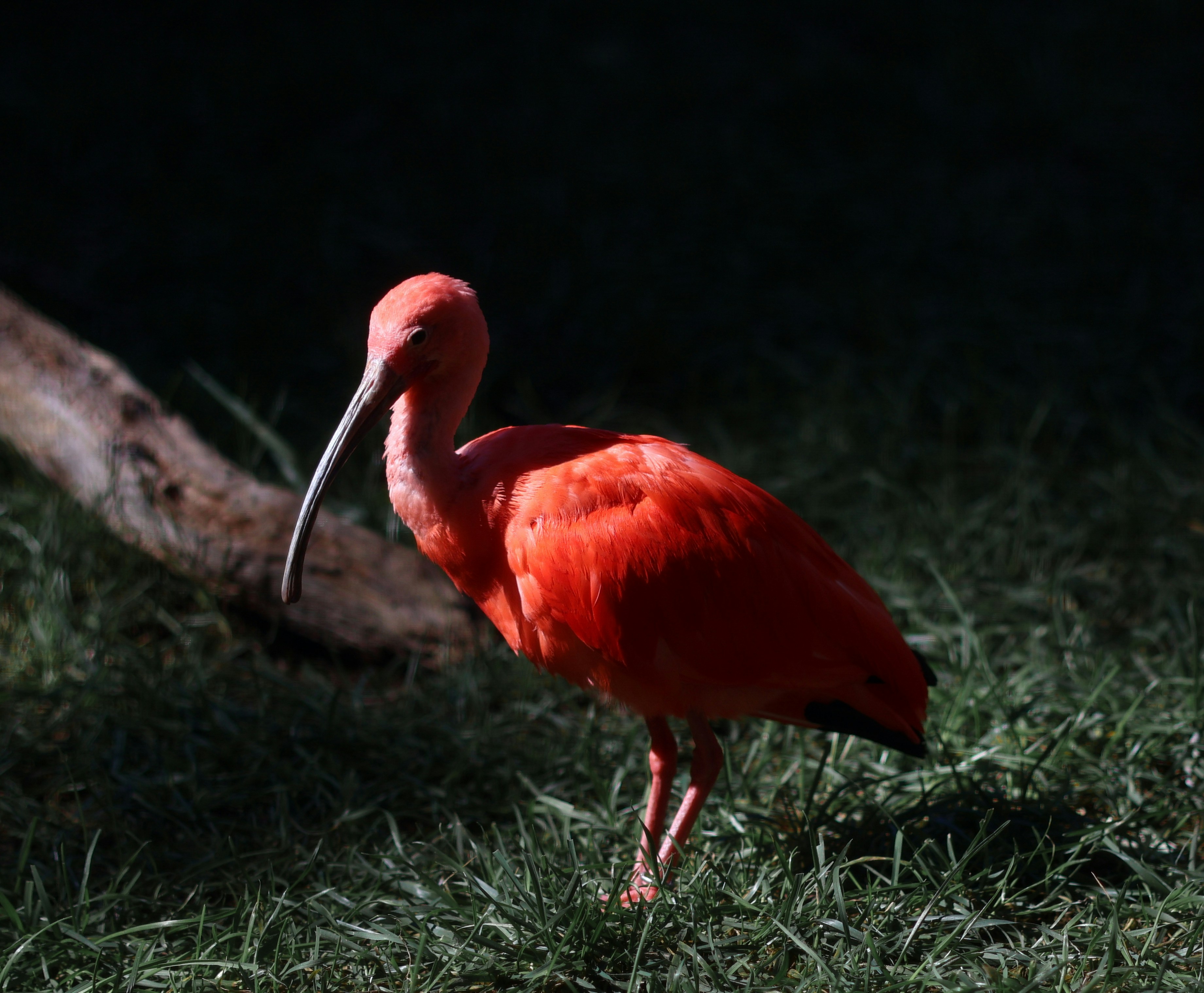 A pink bird is standing in the grass