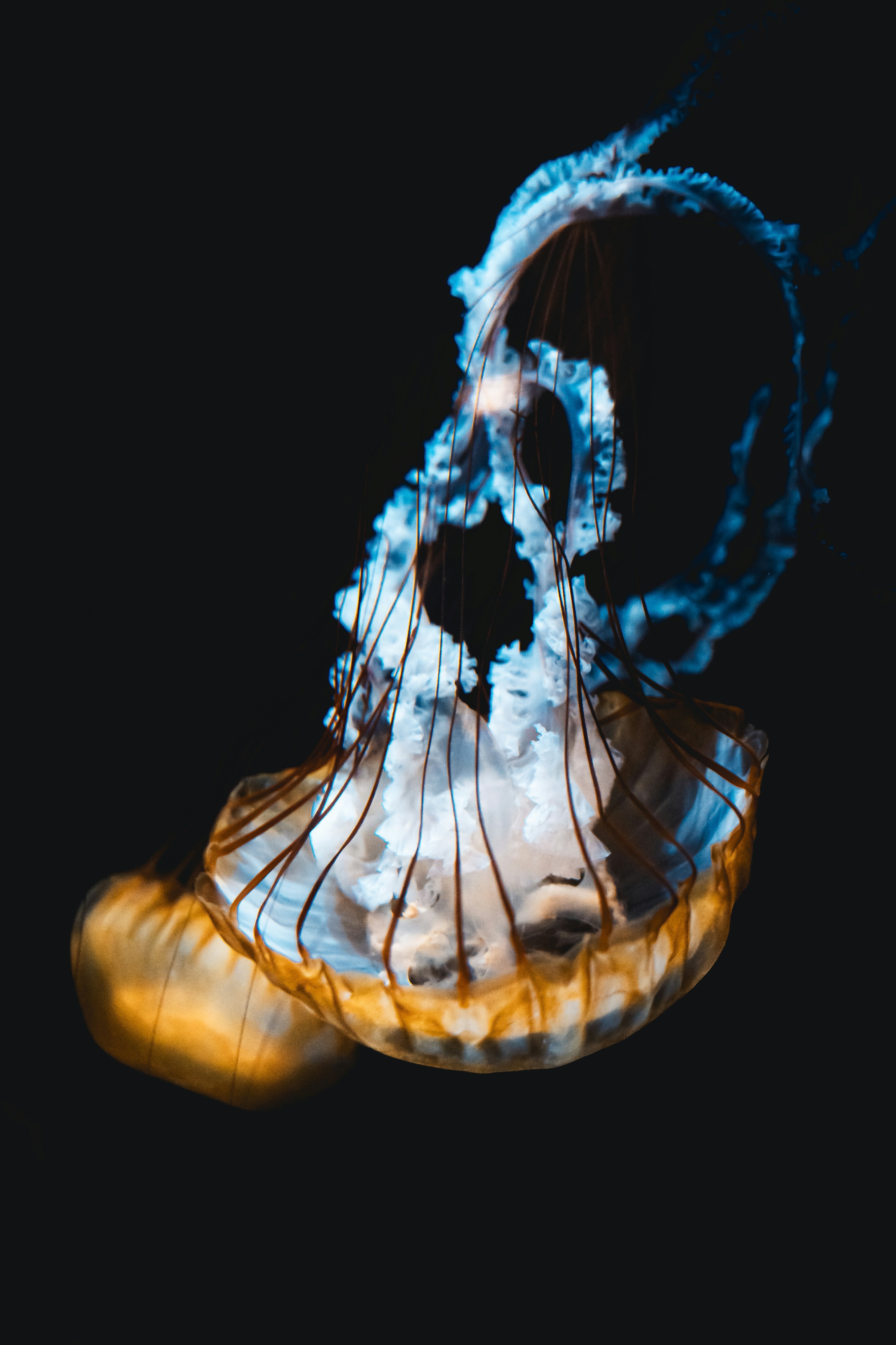 A blue and white jellyfish floating in the water