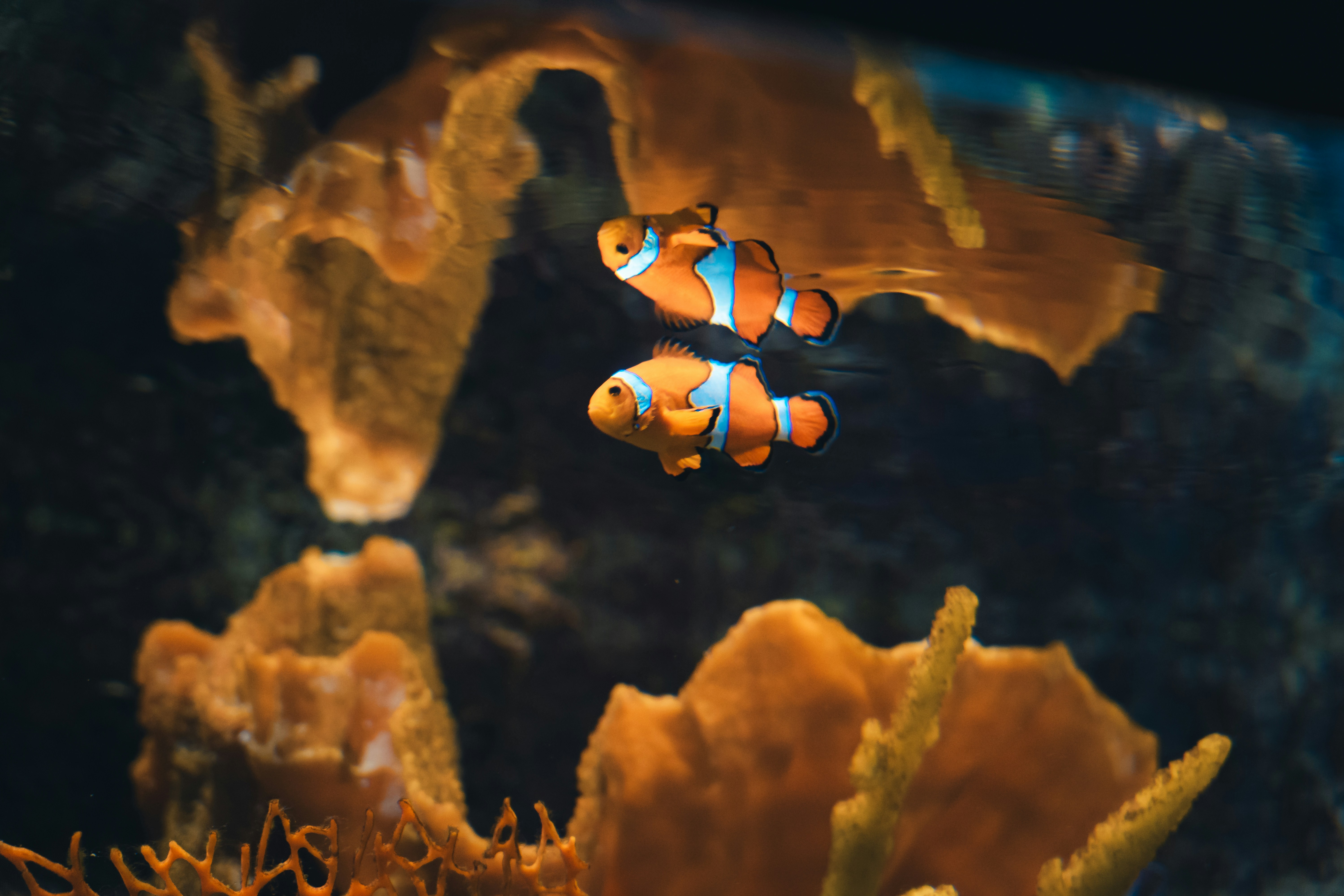 A clown fish swimming in an aquarium