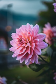 A pink flower with a blurry background