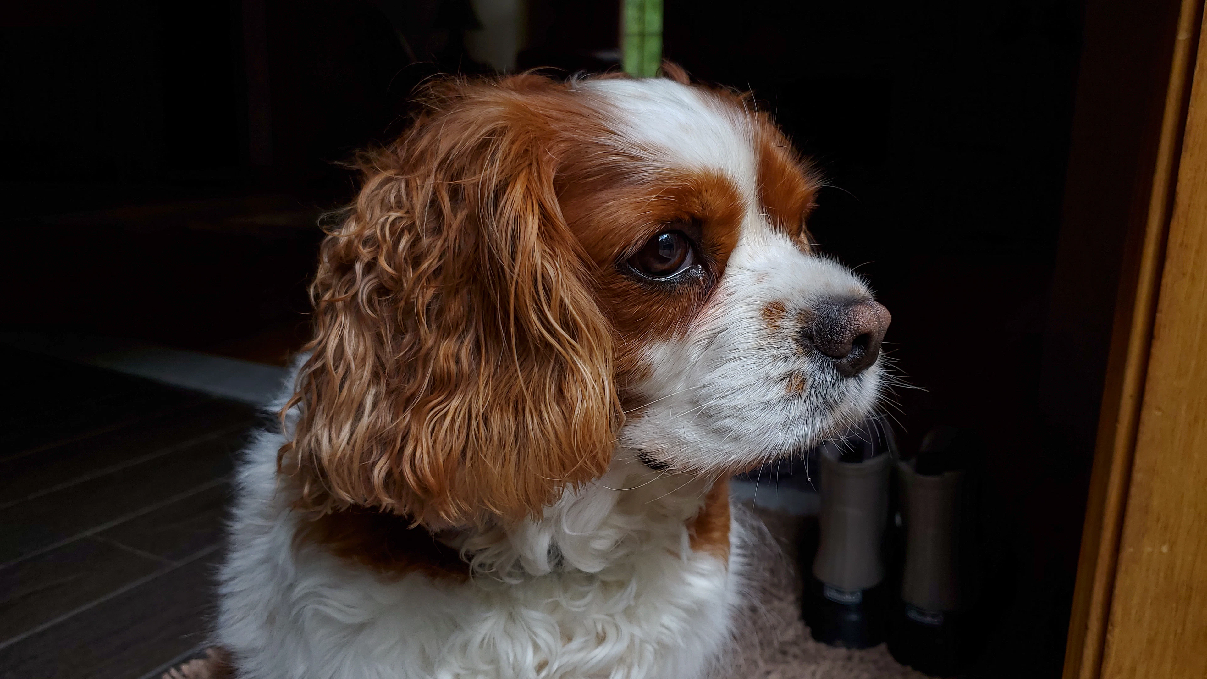 Brown and white dog sitting by a door at home