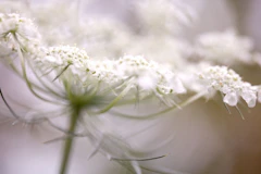A close up of a white flower with a blurry background