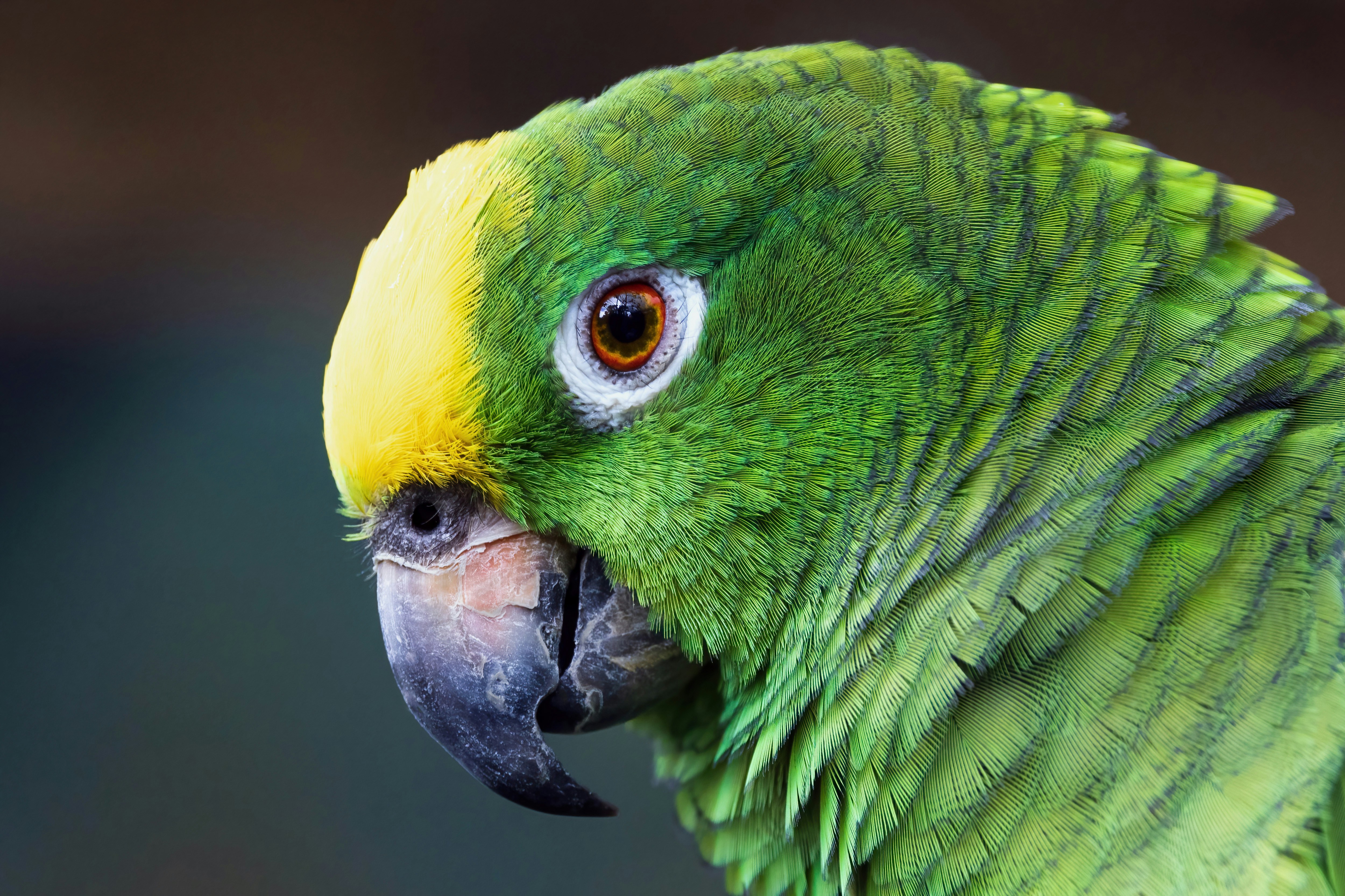 Amazon Parrot: The Green Comedian with a Long Life (image credits: unsplash)