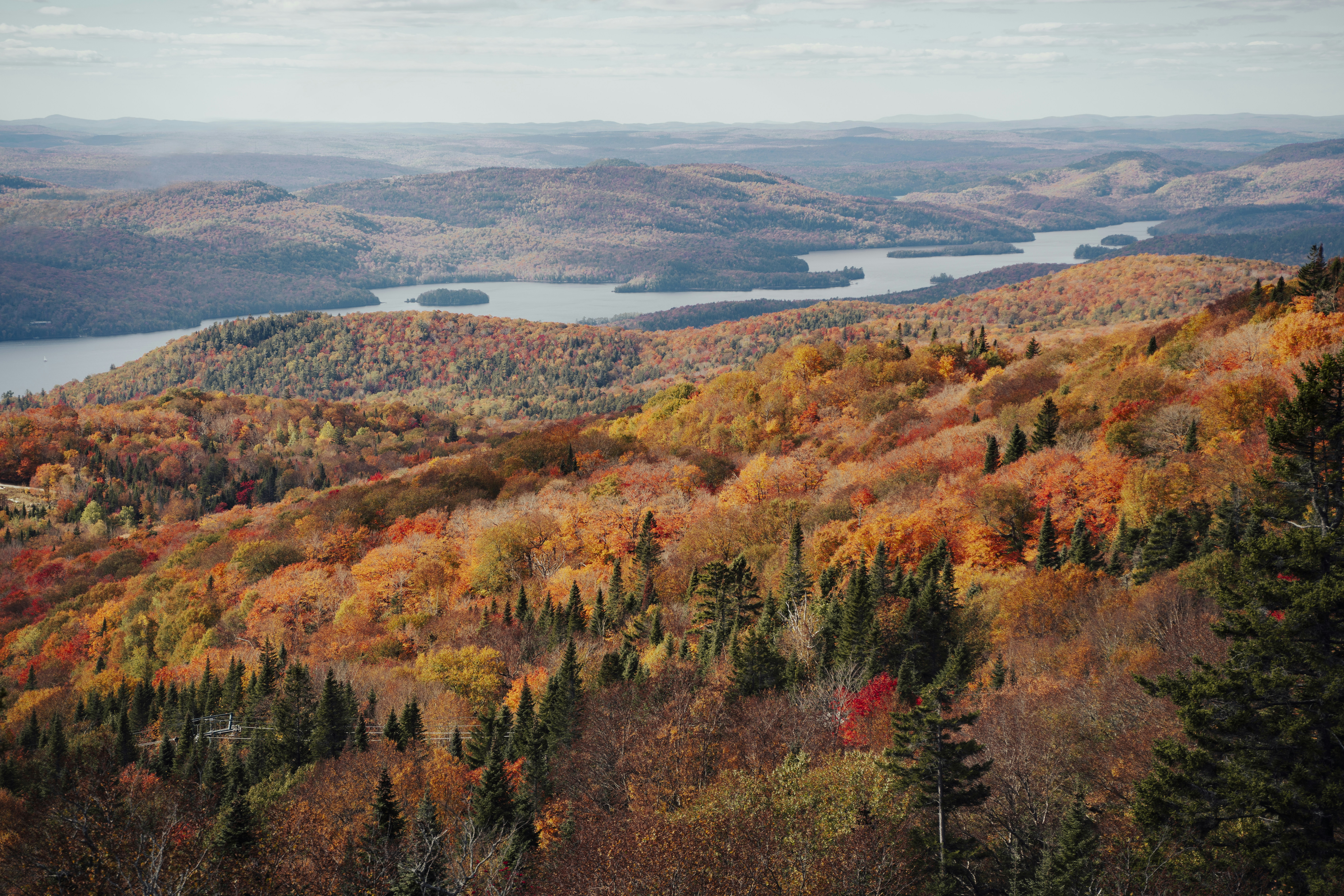 A scenic view of a lake surrounded by trees