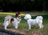A couple of small dogs standing on top of a lush green field