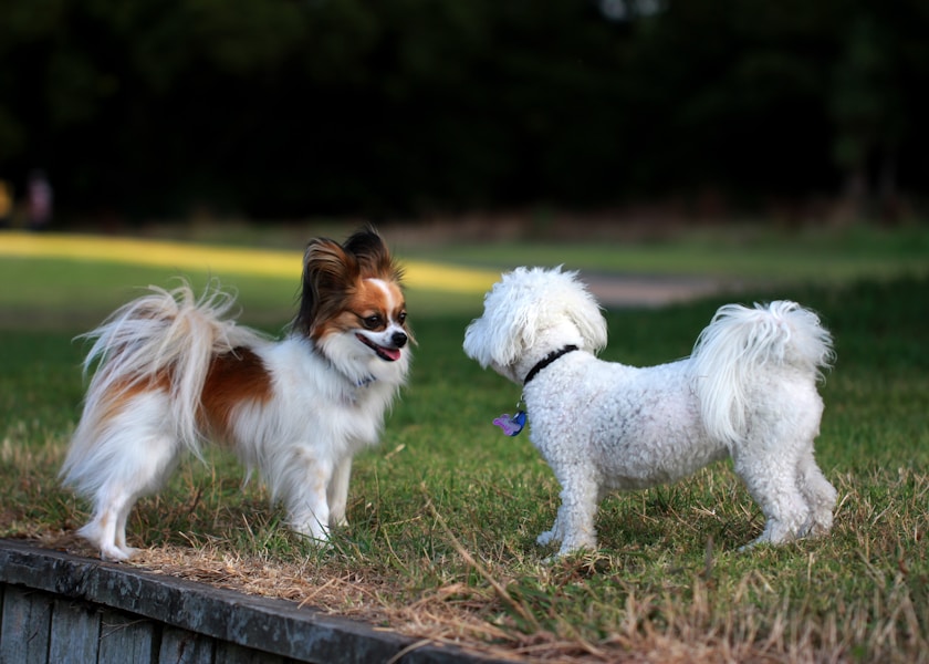 Why Does My Dog Mount Other Dogs? Humping Behaviour Explained