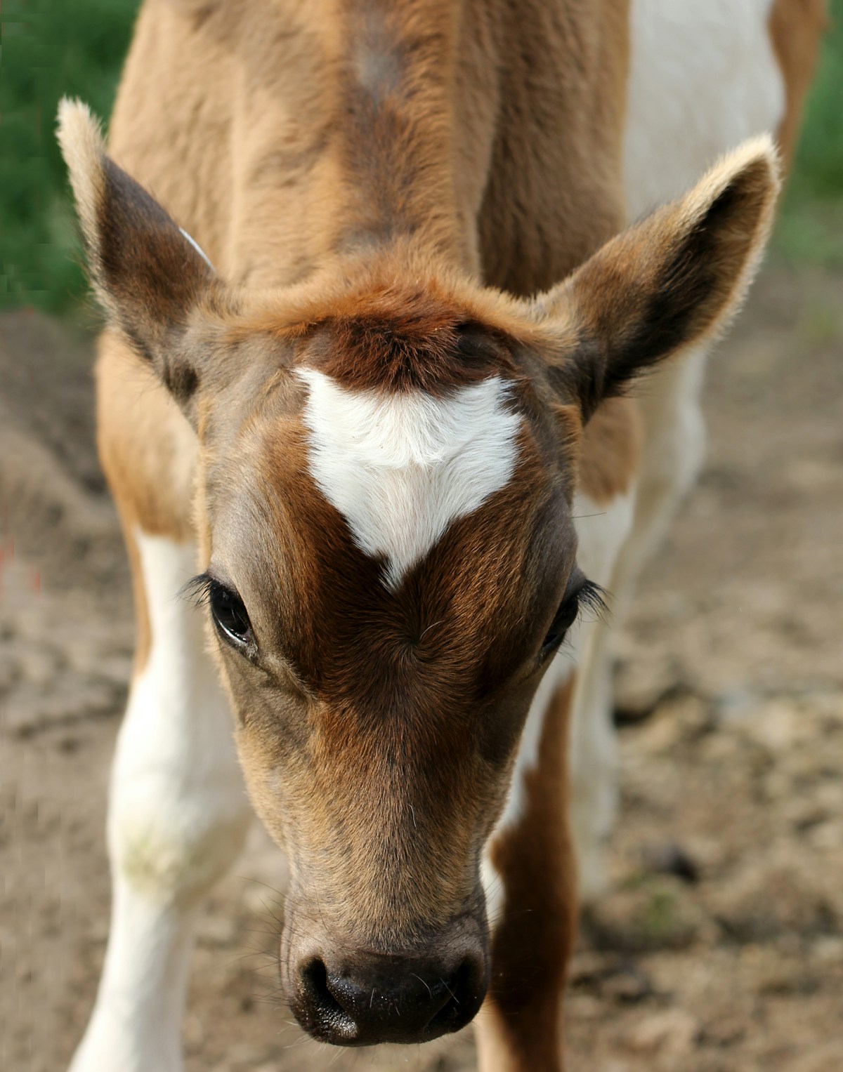 Ruminants Products | FarmJewel Animal Nutrition