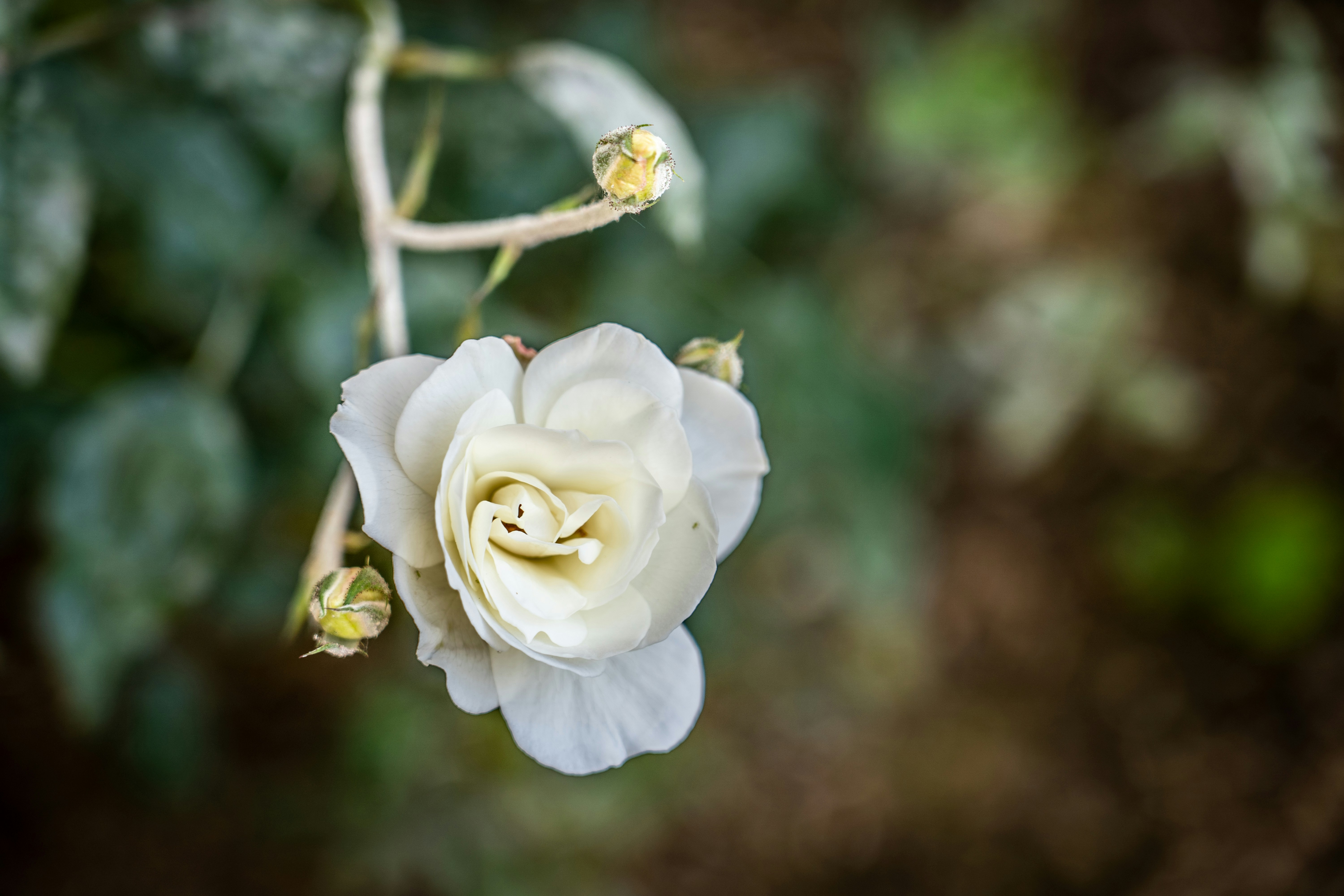 木に咲く白い花のクローズアップ
