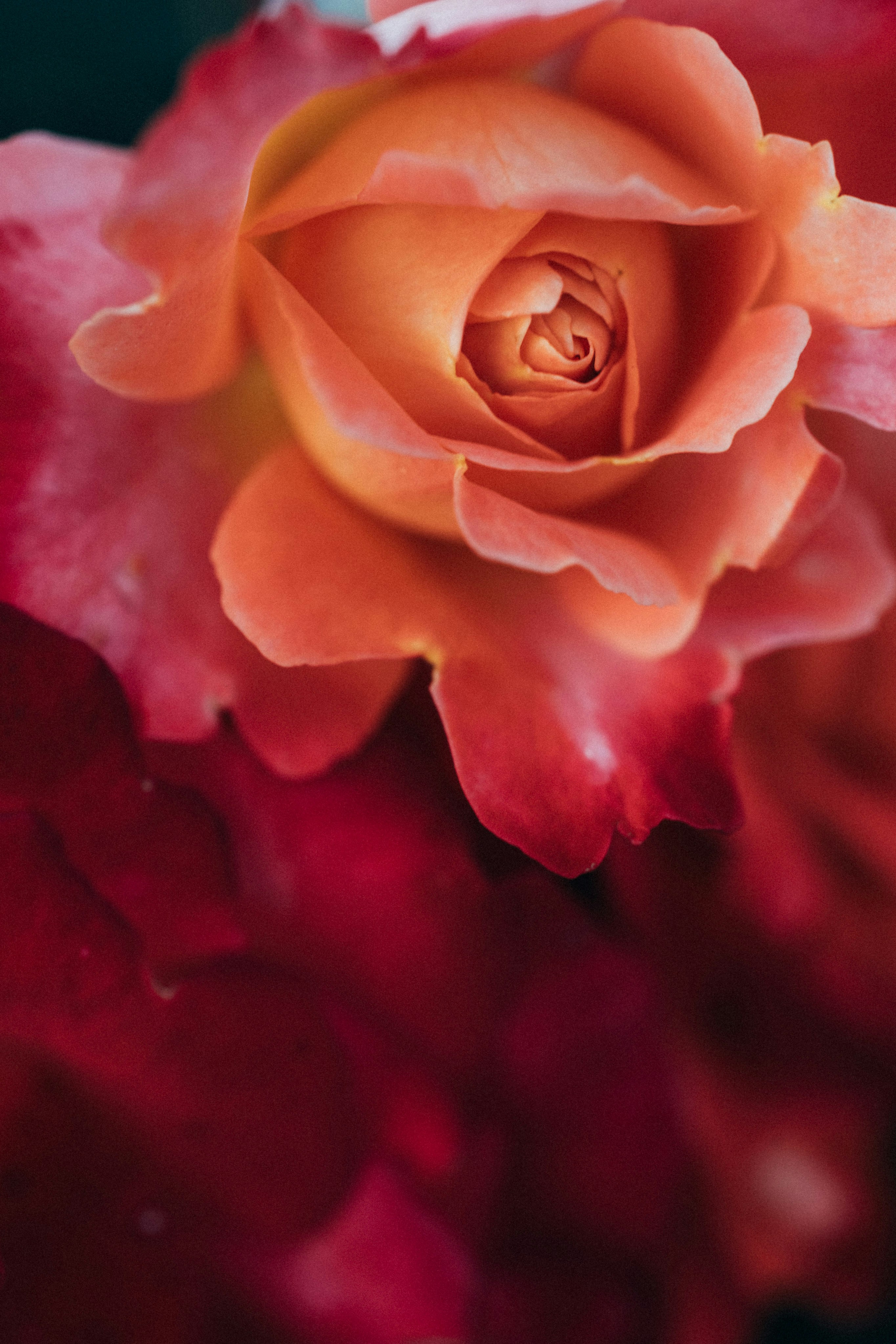 Photo by tsuyoshikozu