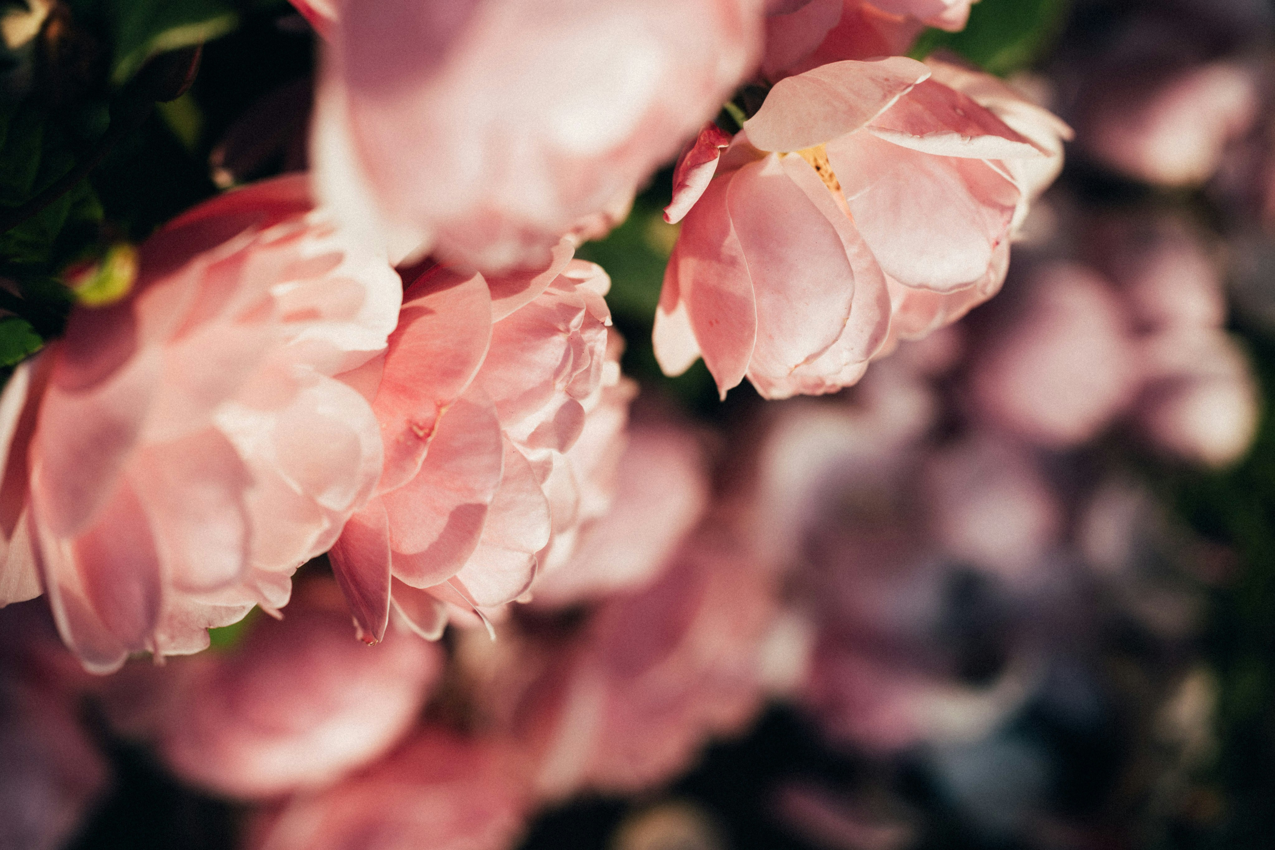 Photo by tsuyoshikozu