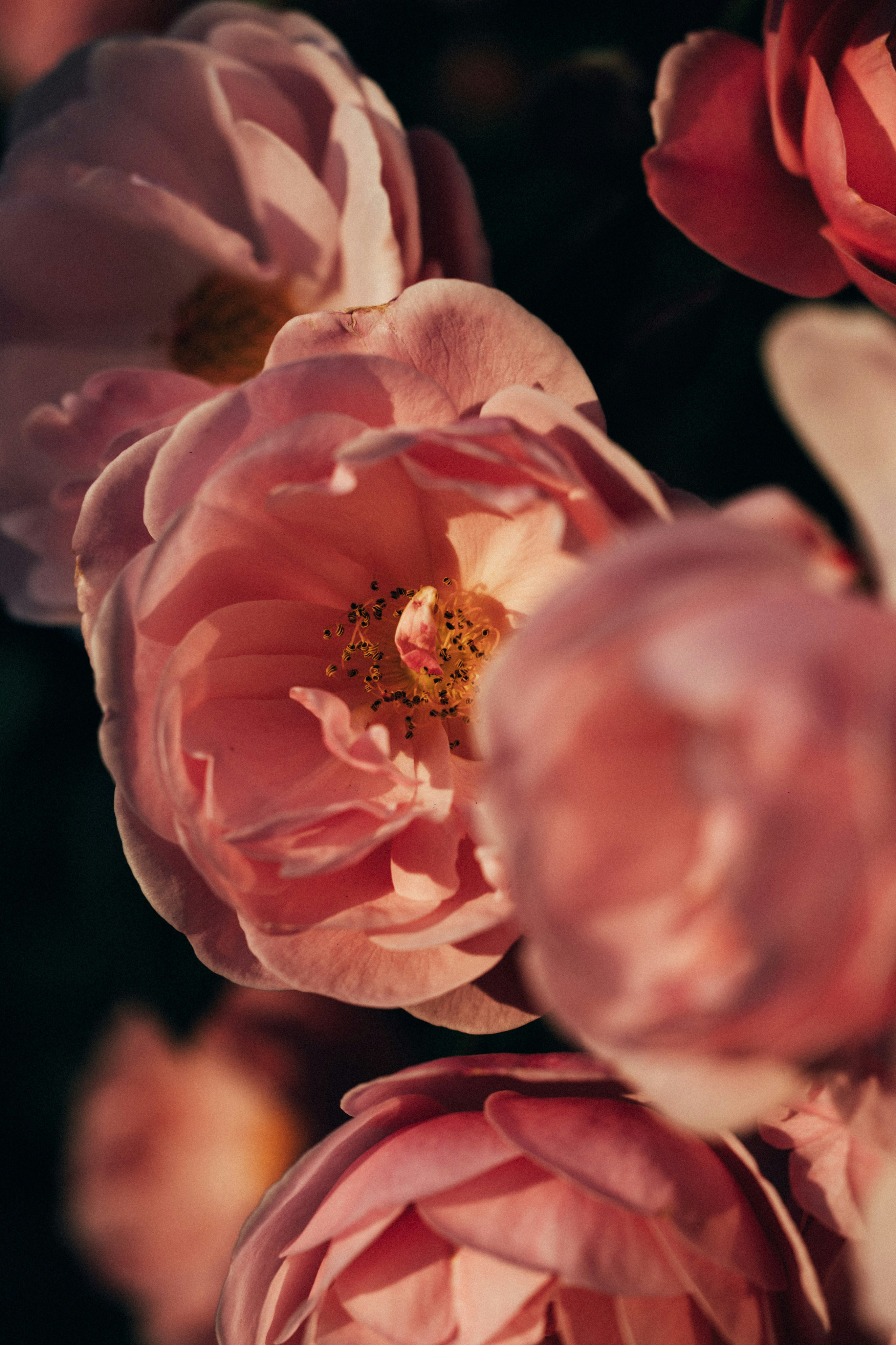 Photo by tsuyoshikozu