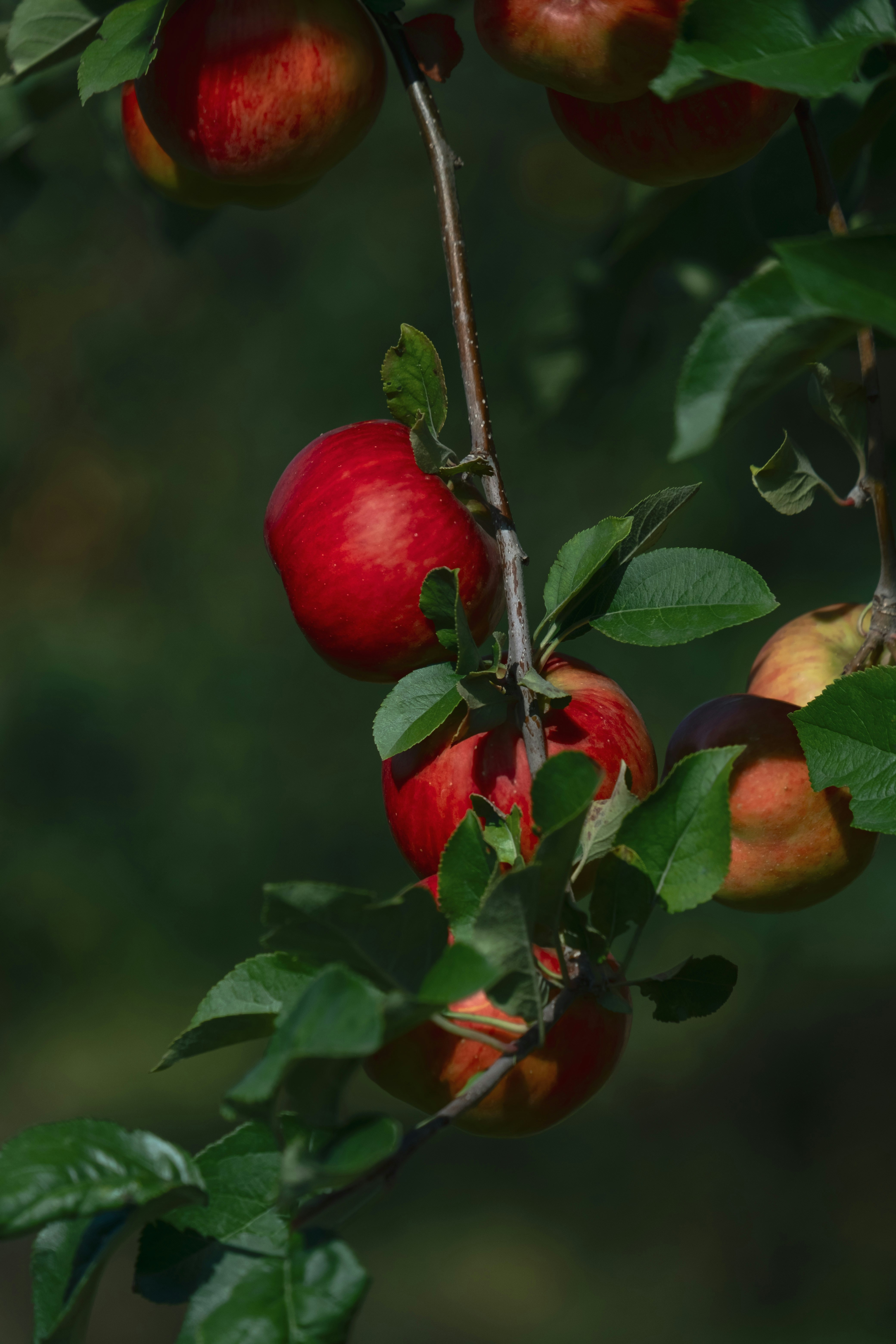 An apple tree filled with lots of ripe apples