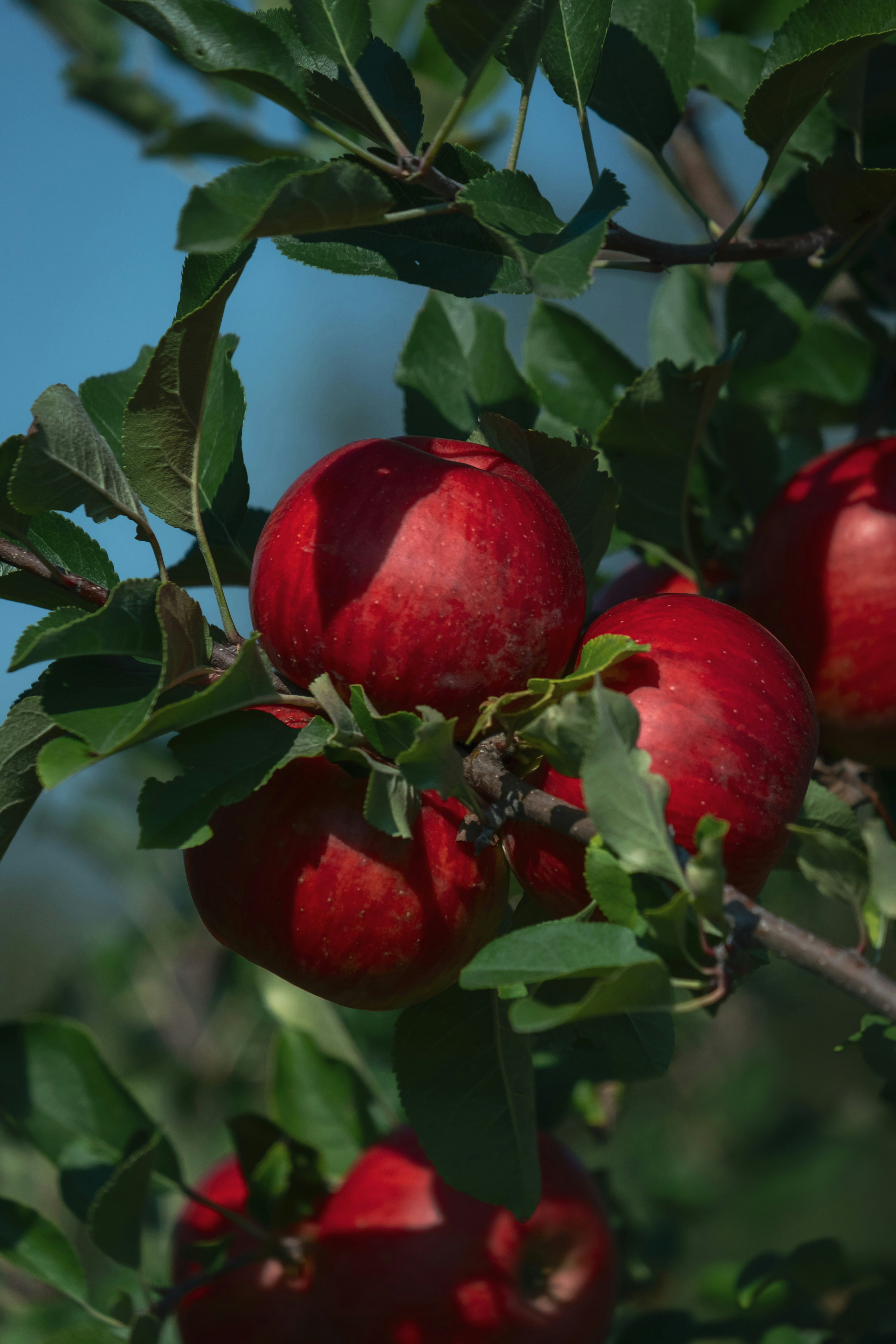 A tree filled with lots of red apples