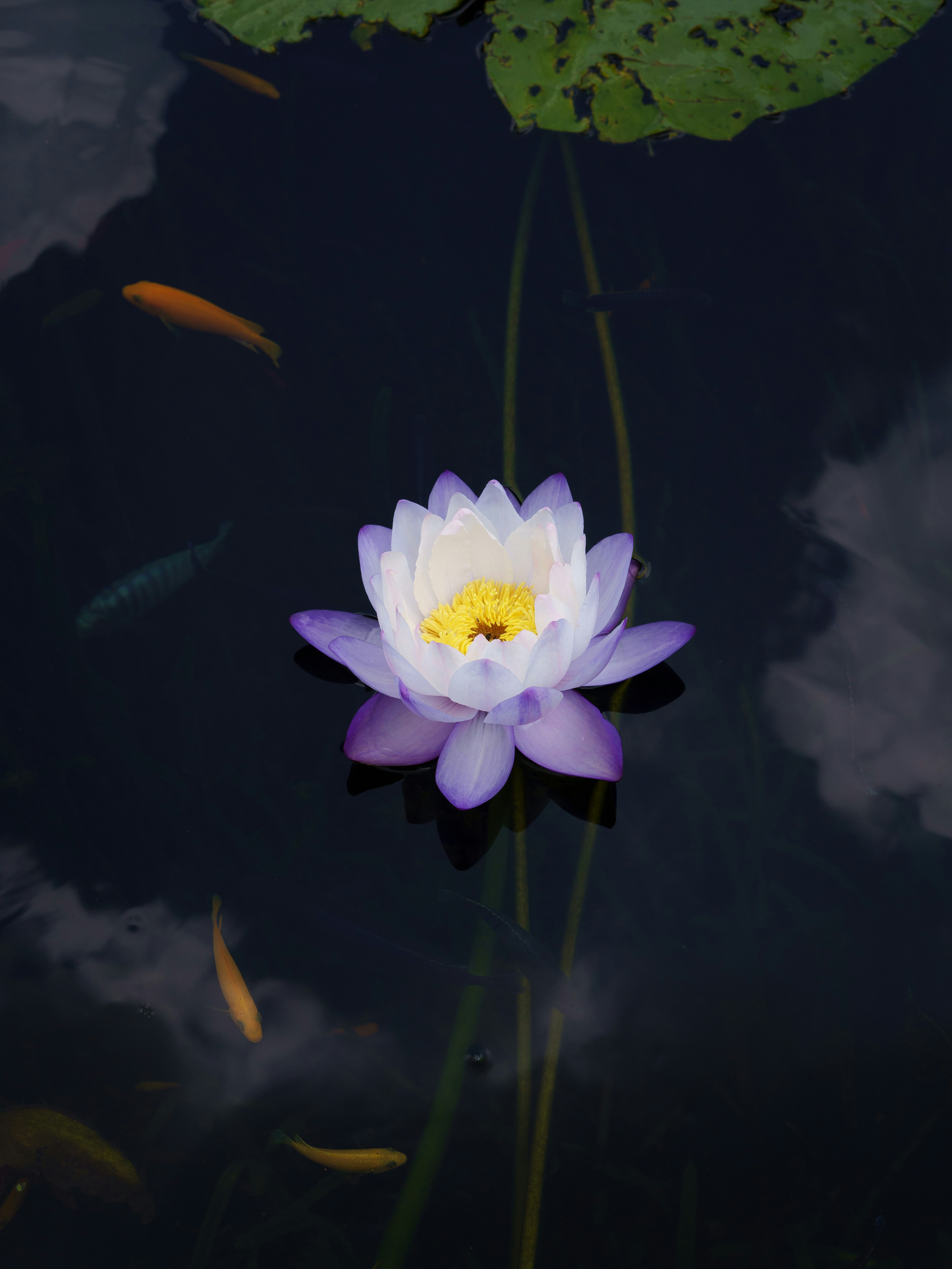 A purple and white water lily floating in a pond