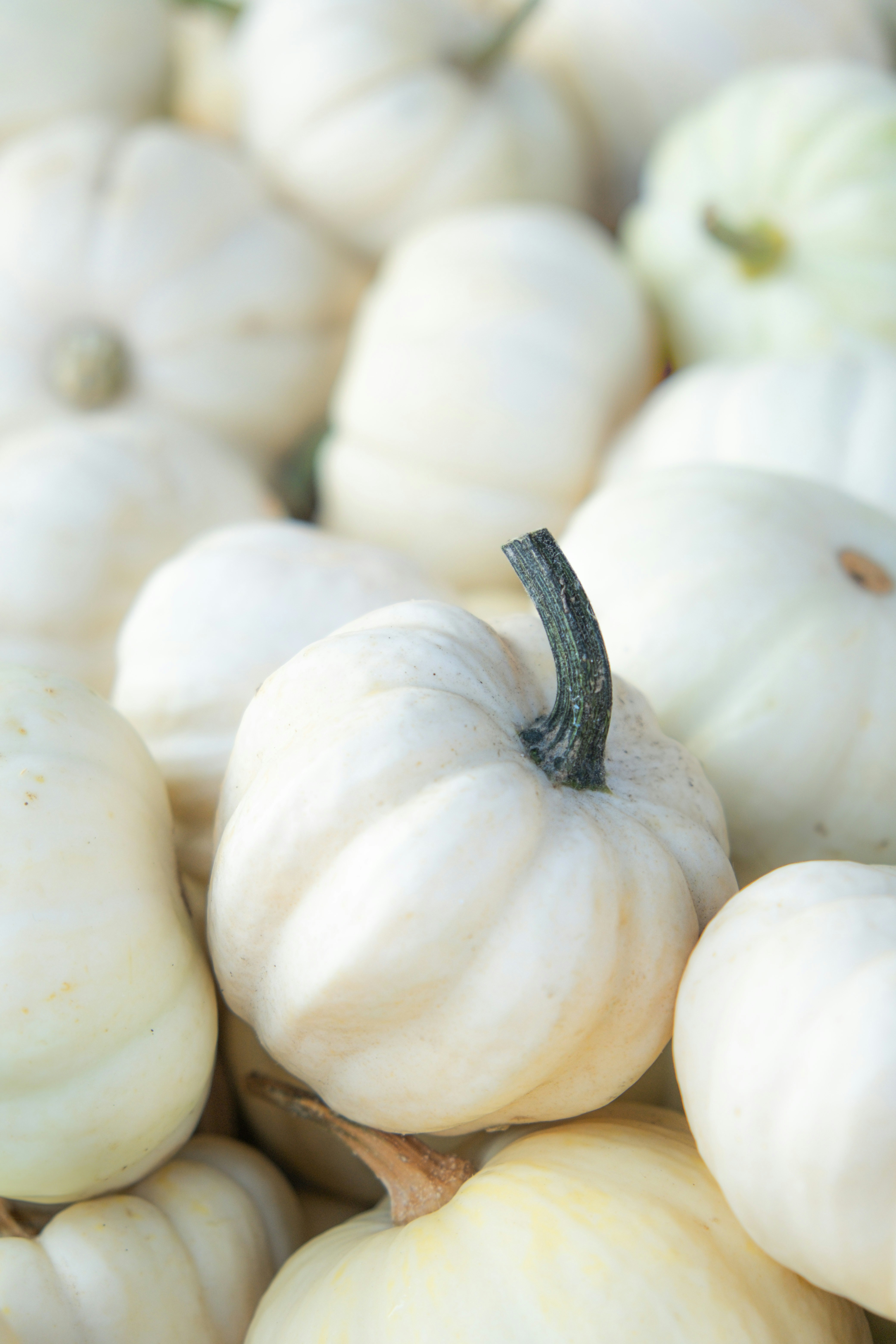 A pile of white pumpkins sitting next to each other