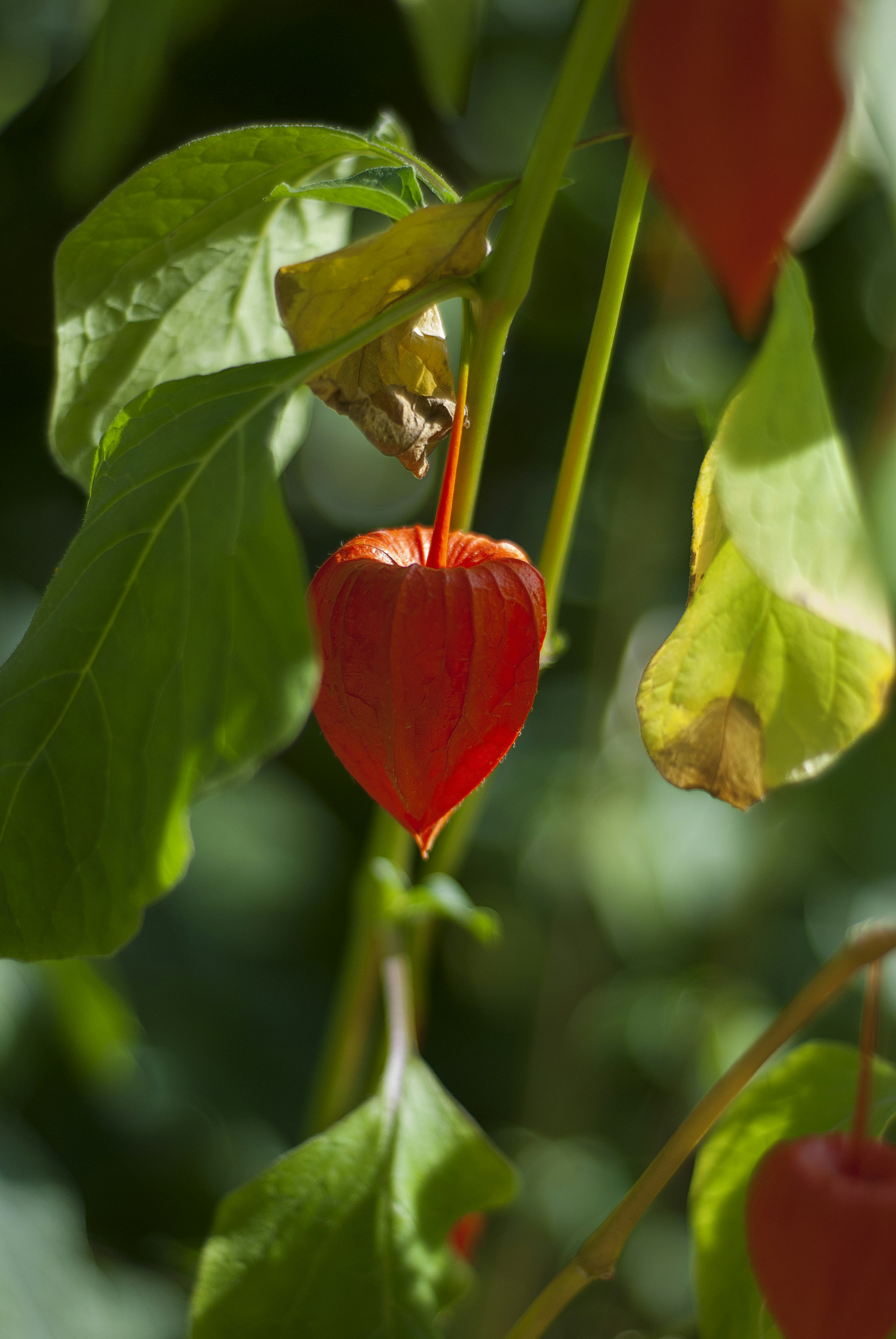 Photo by kovalskihelga