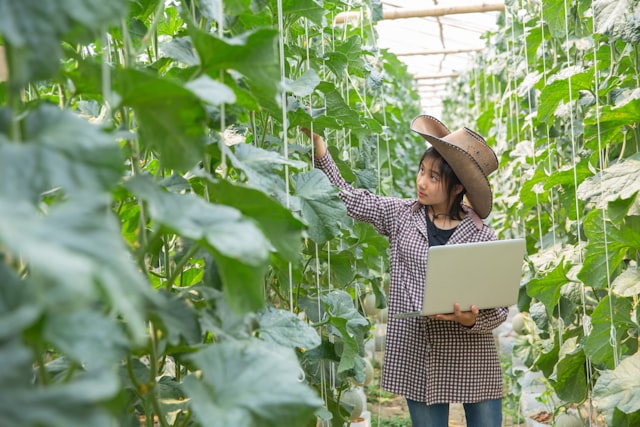 Researcher using a laptop in a greenhouse
