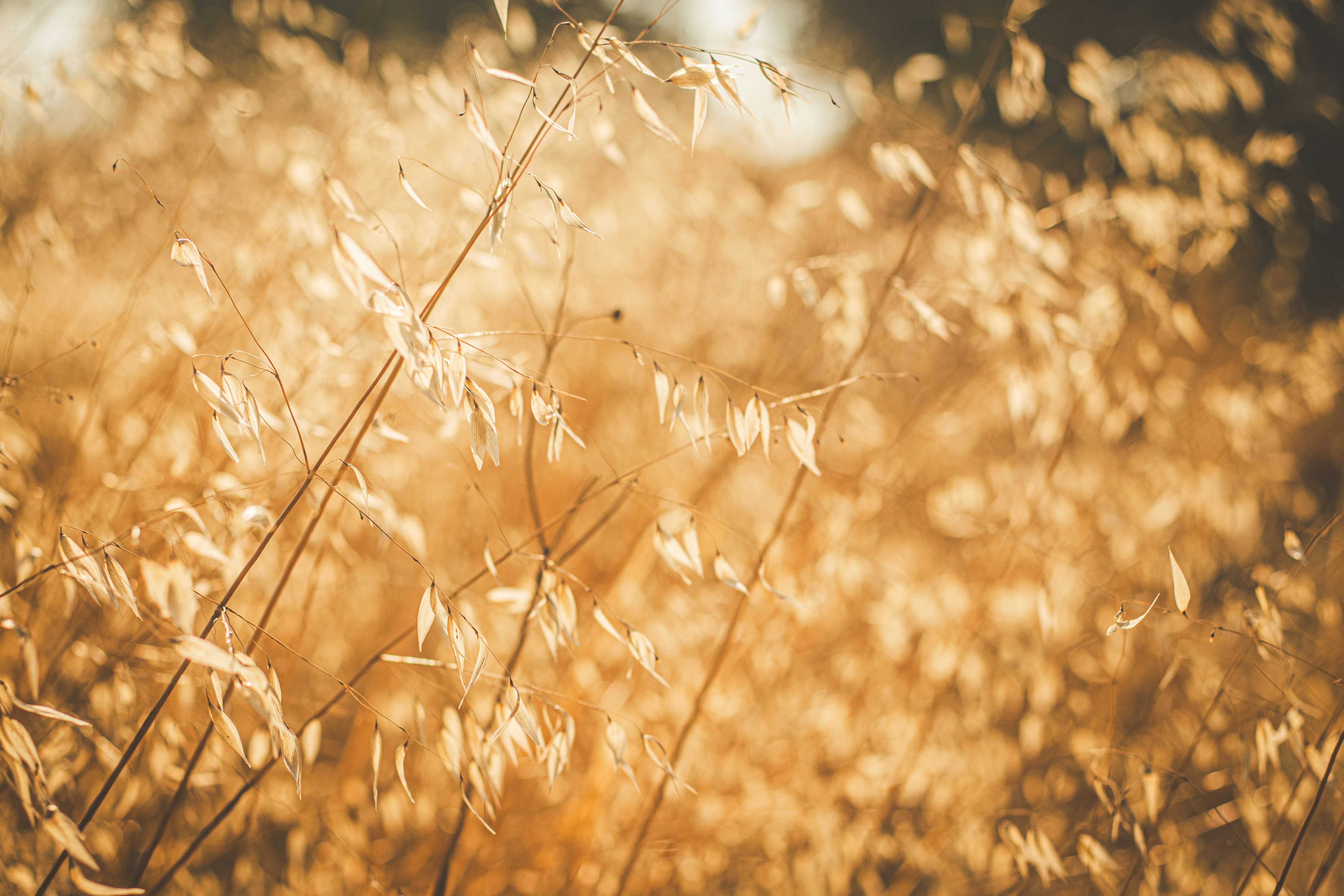 Photo by kattavonben