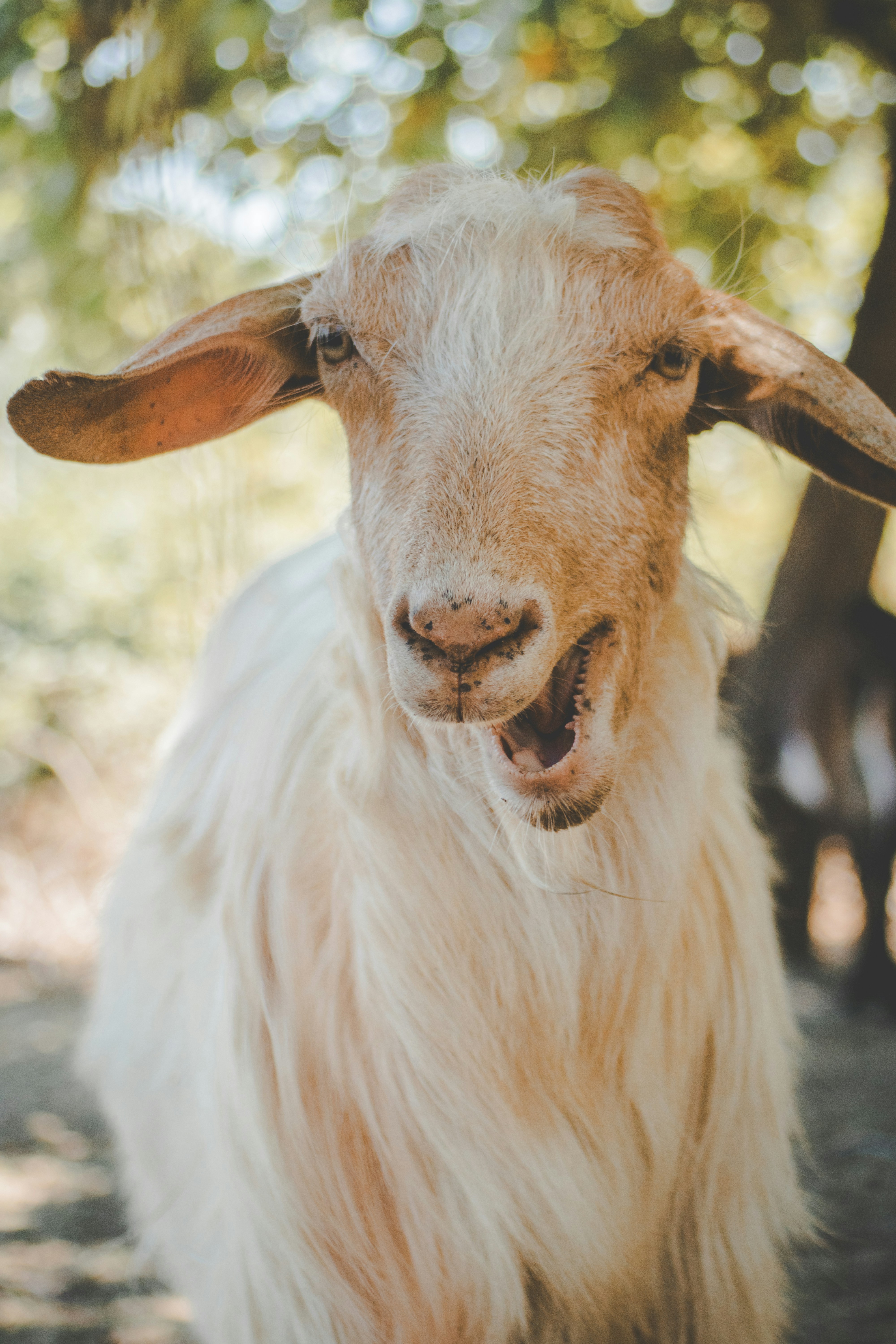 Photo by kattavonben