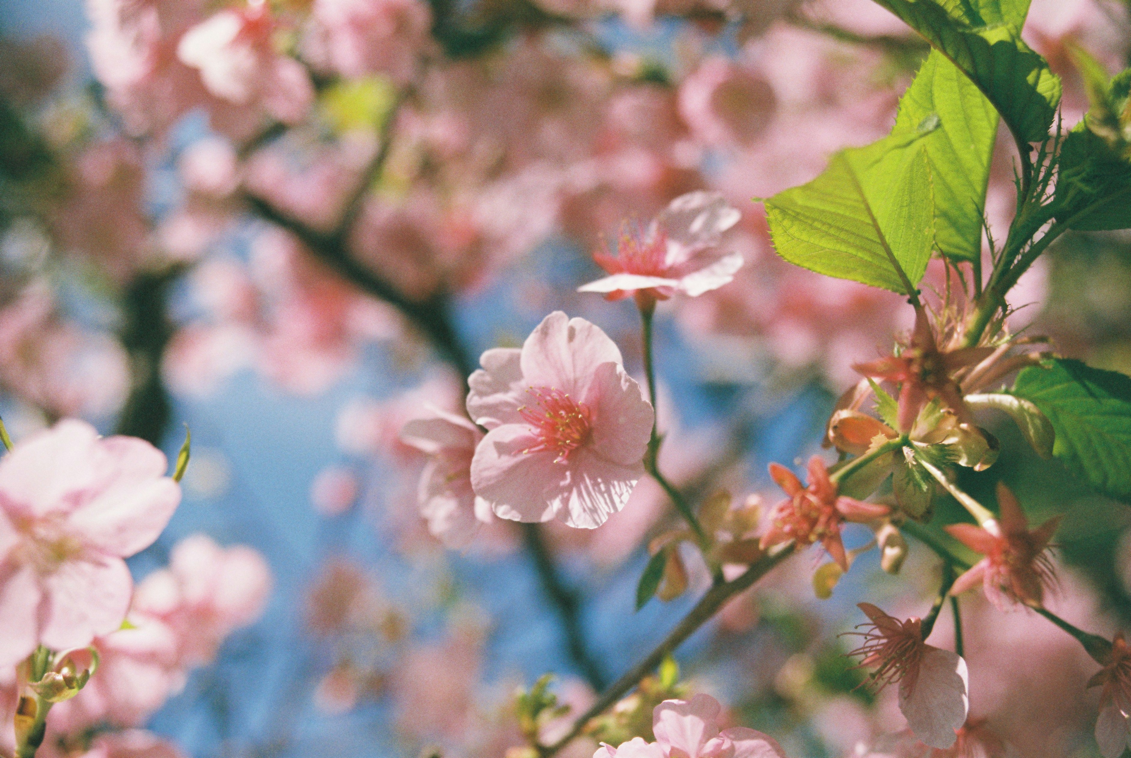 Pink flowers are blooming on a tree branch