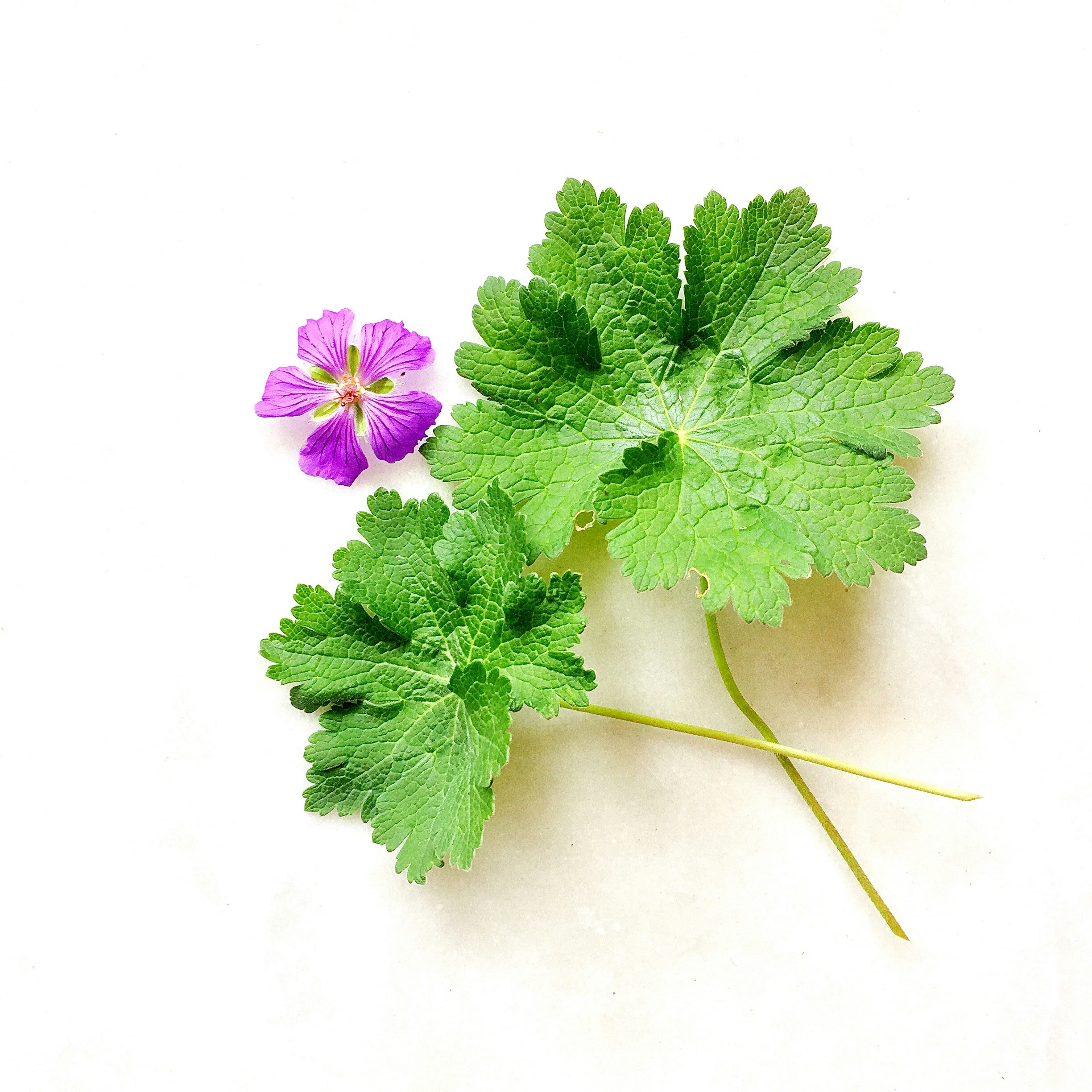 7-те лечебни вида Здравец