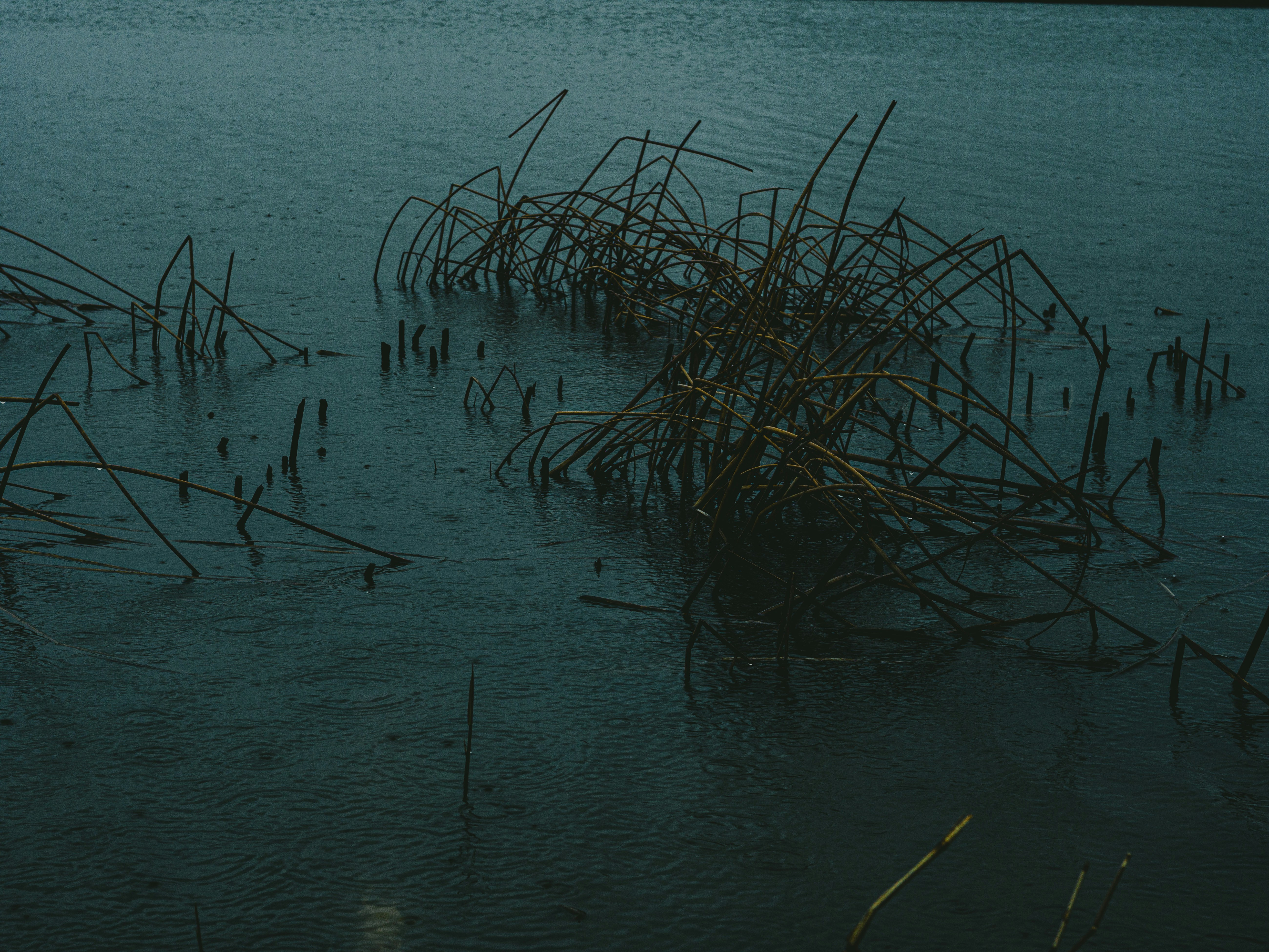 A body of water that has some plants in it