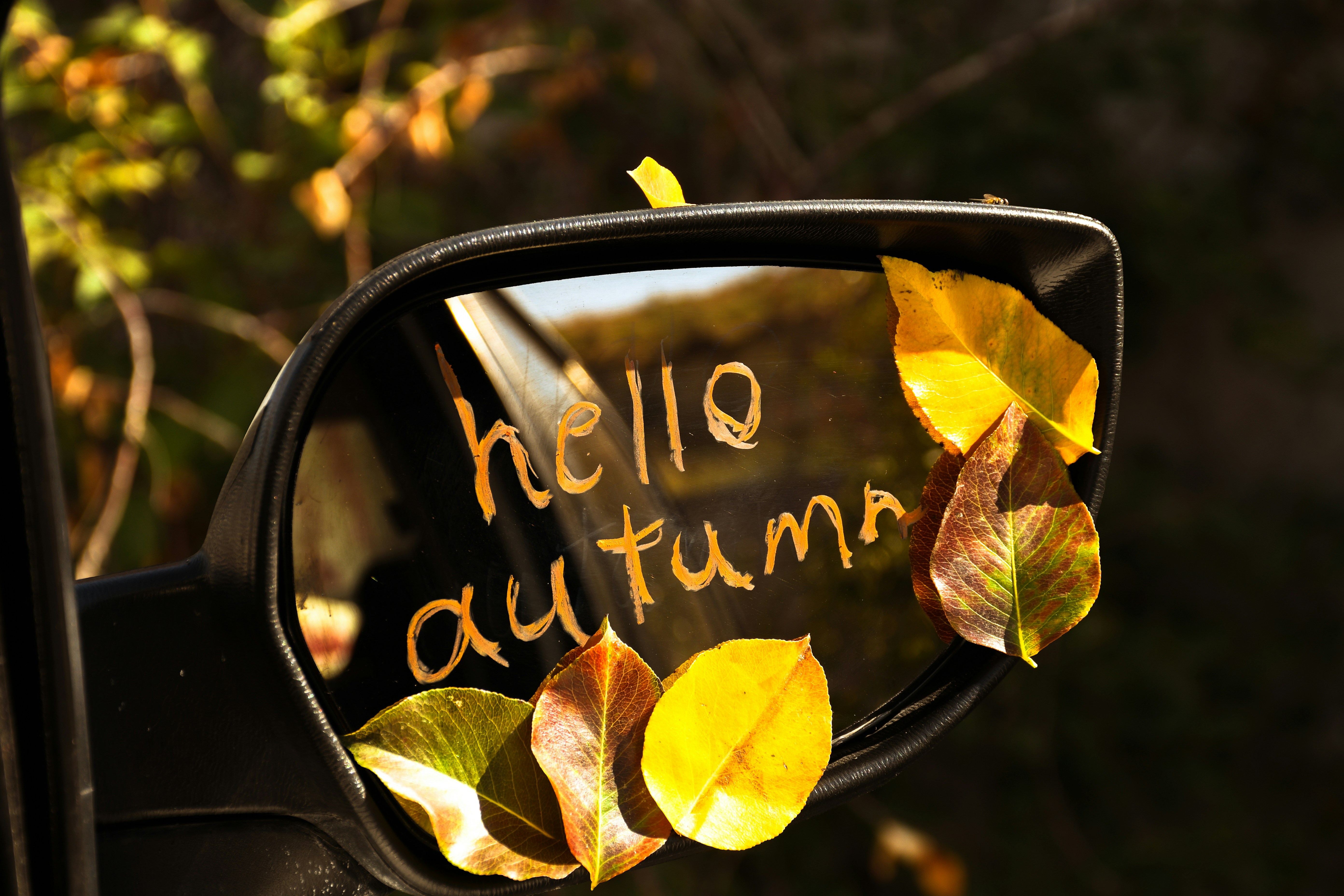 A side view mirror with leaves on it