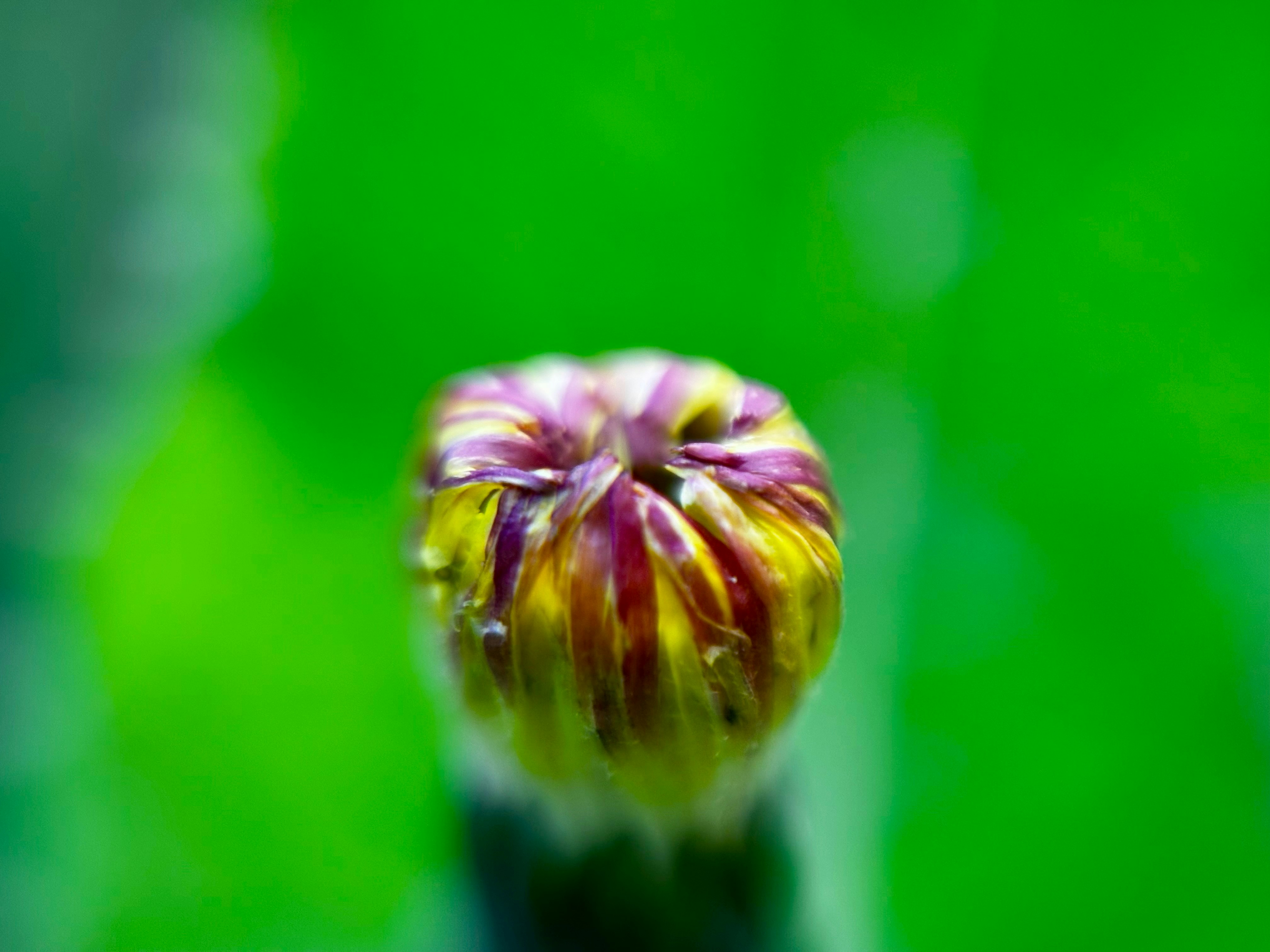 Photo by orient_arts