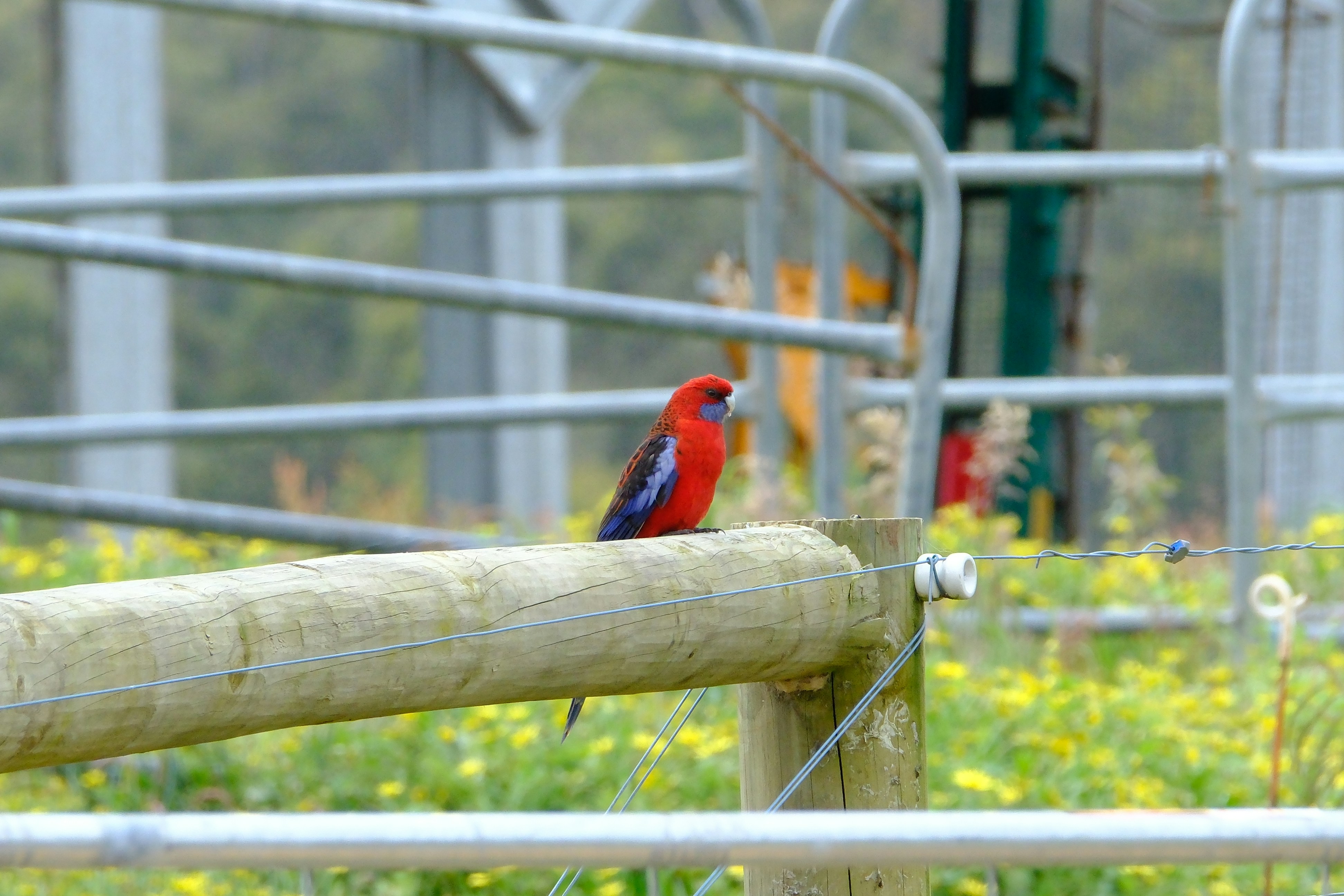 A red bird sitting on top of a wooden pole