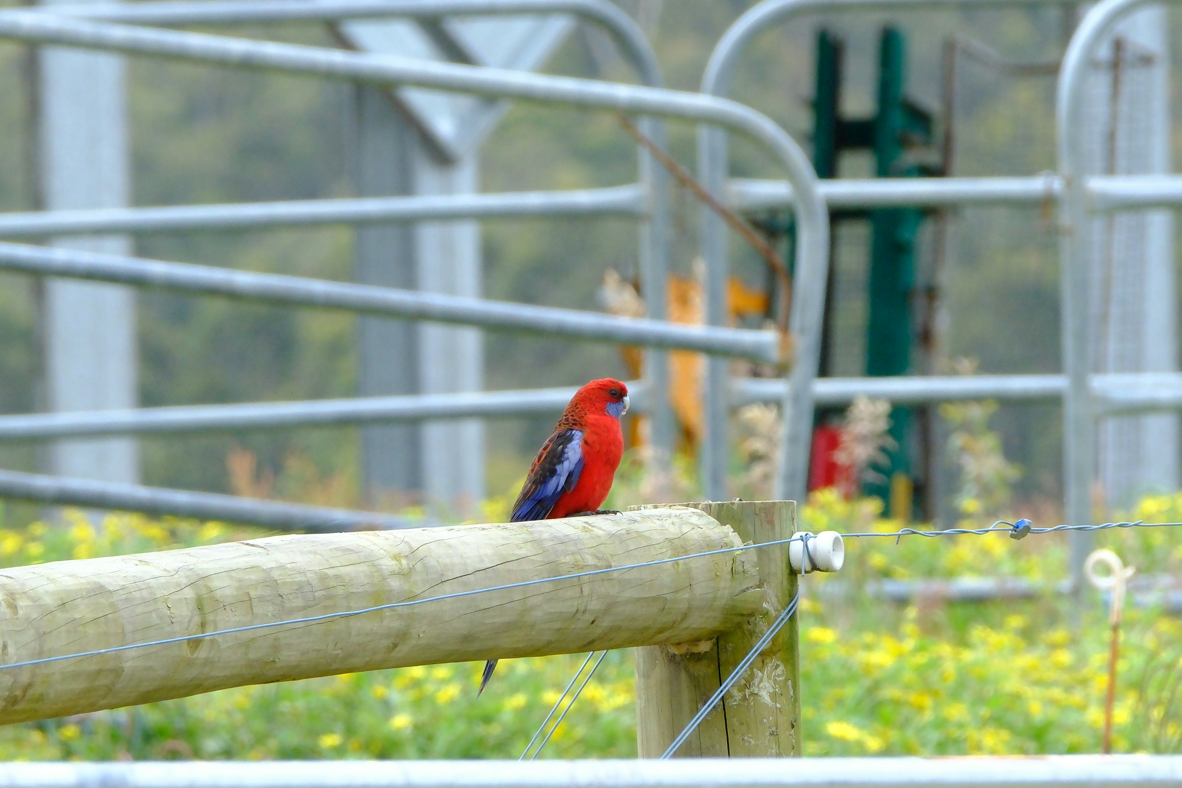 A red bird sitting on top of a wooden post