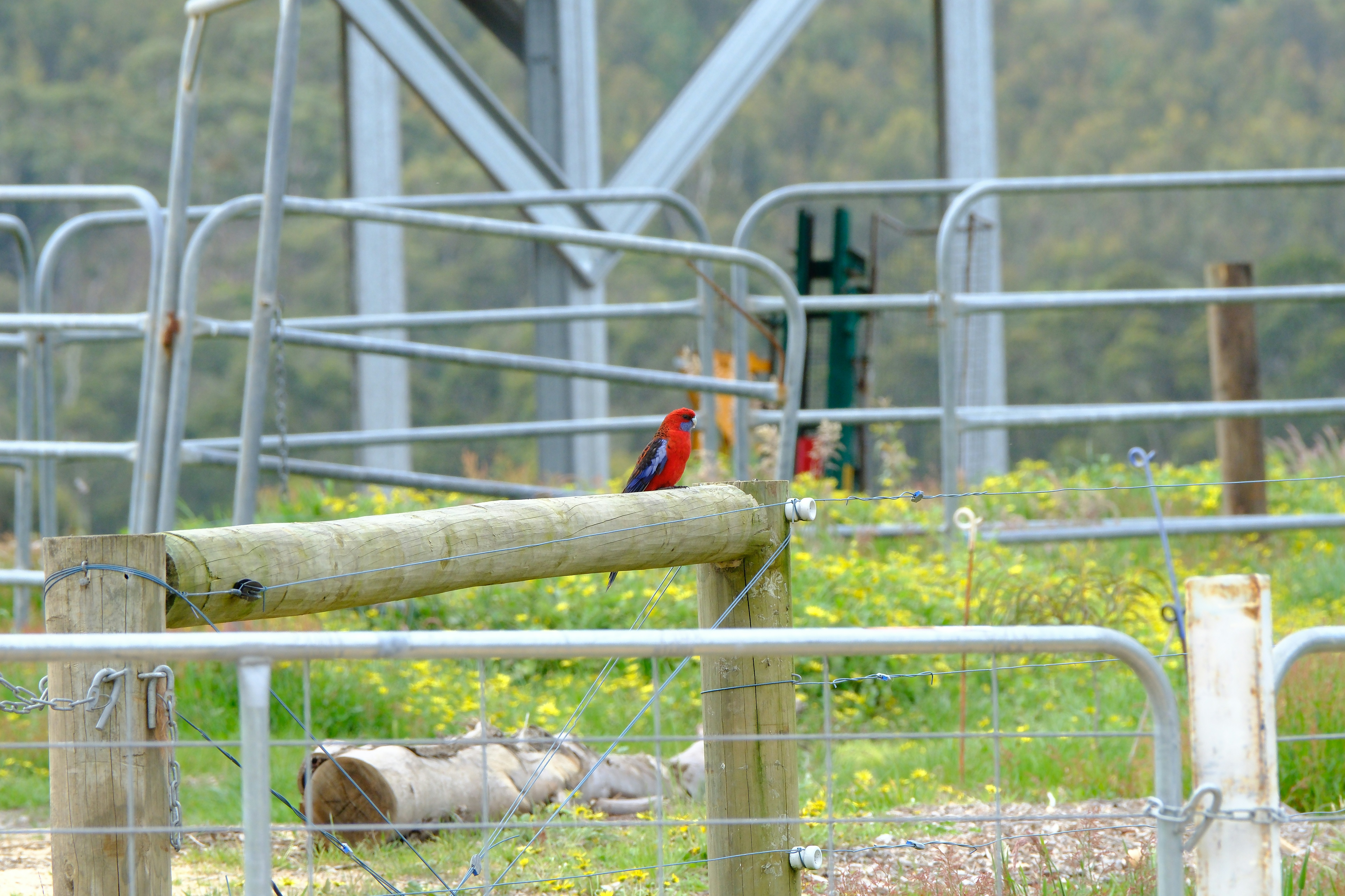 A red bird sitting on top of a metal fence