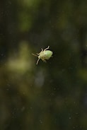 A green bug sitting on top of a window sill