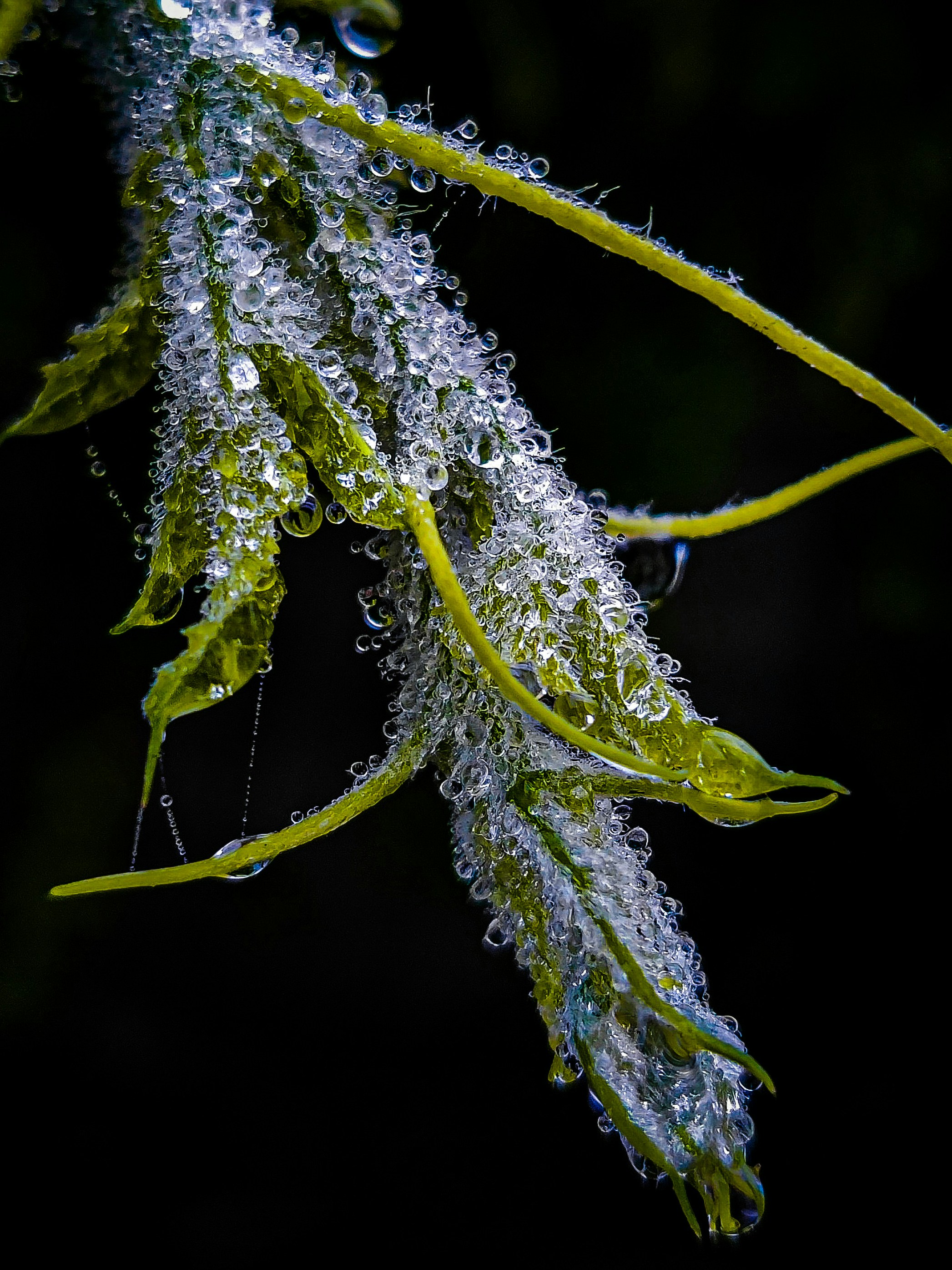 A close up of a plant with water droplets on it