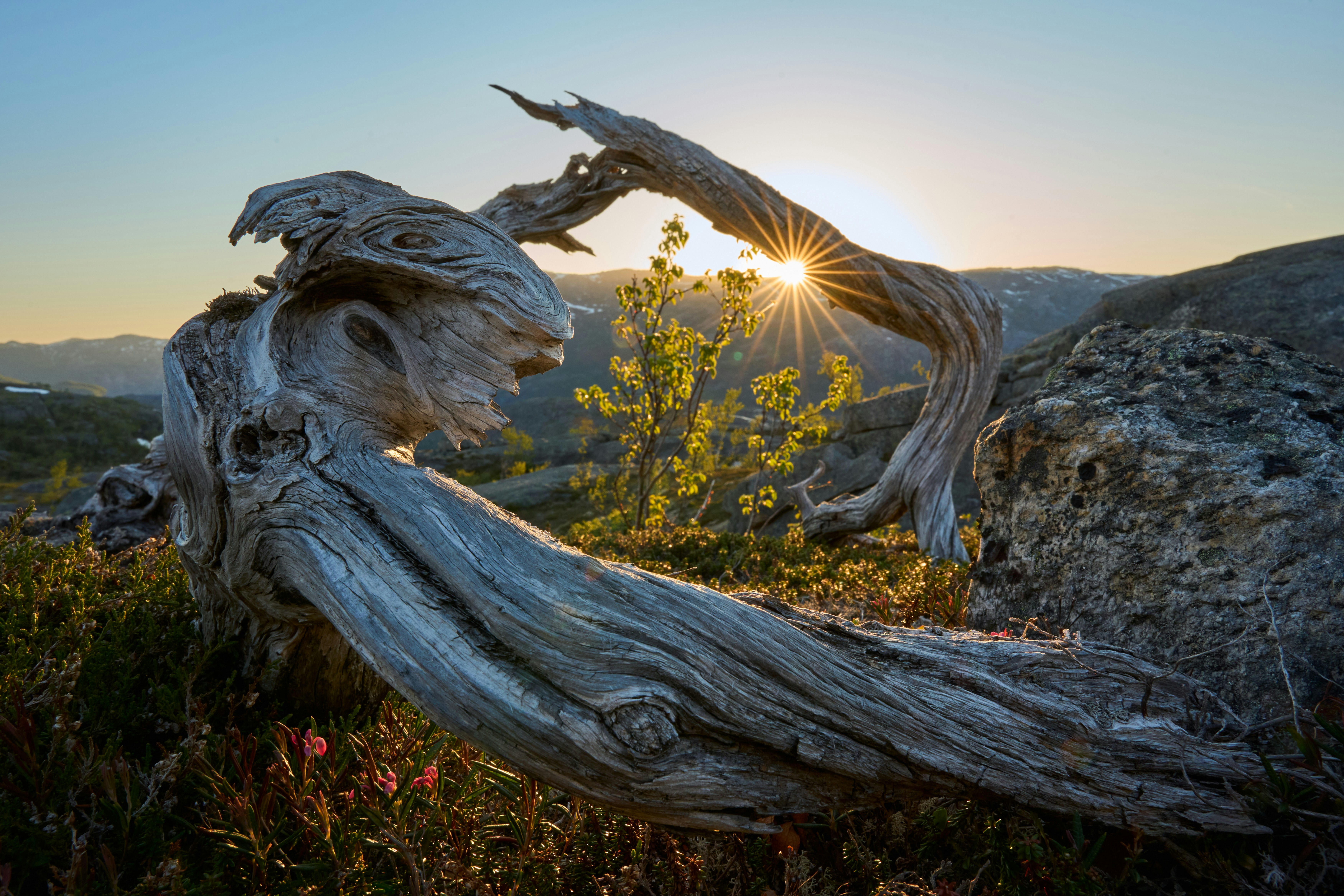 The sun is setting behind a tree trunk