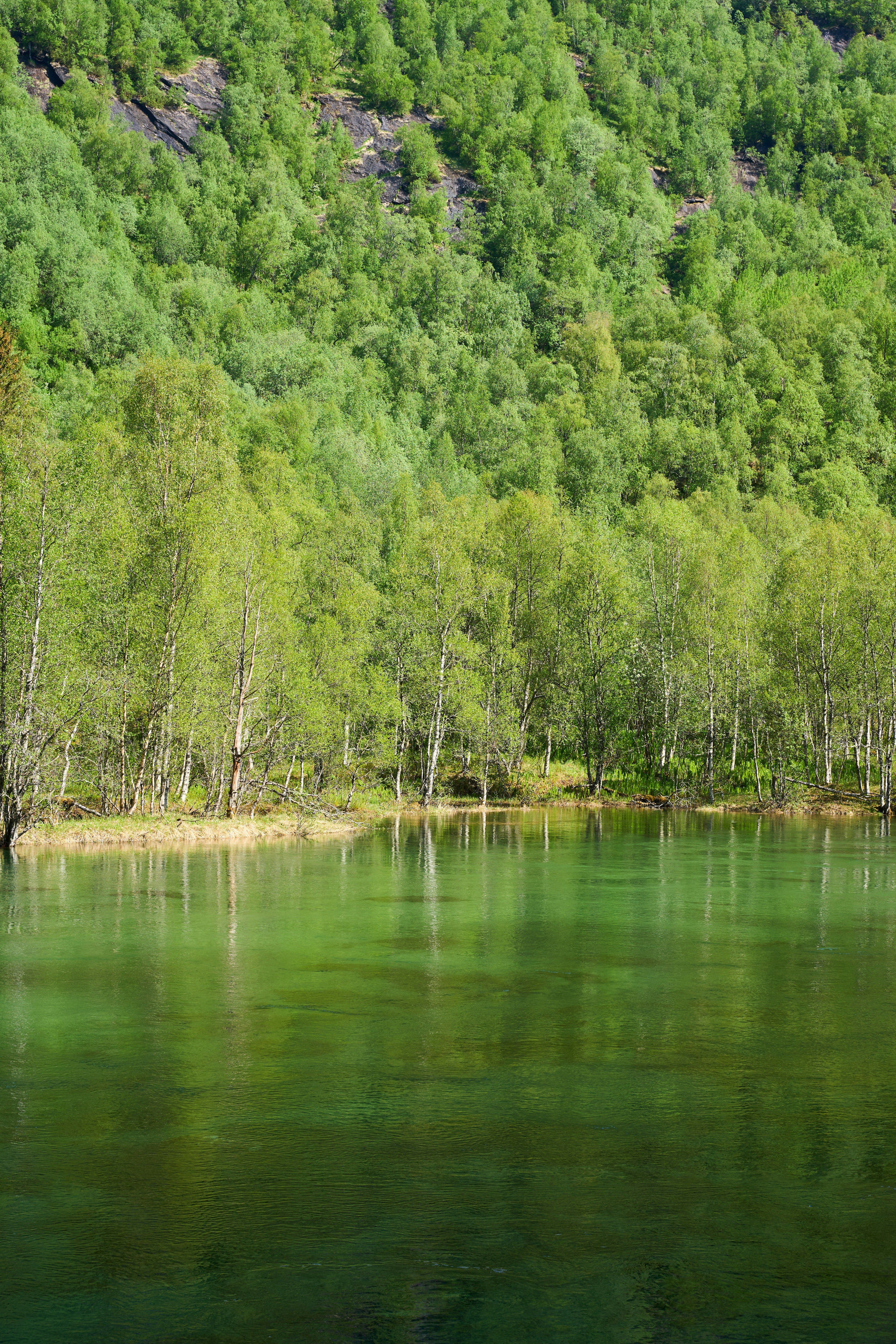 A body of water surrounded by a forest