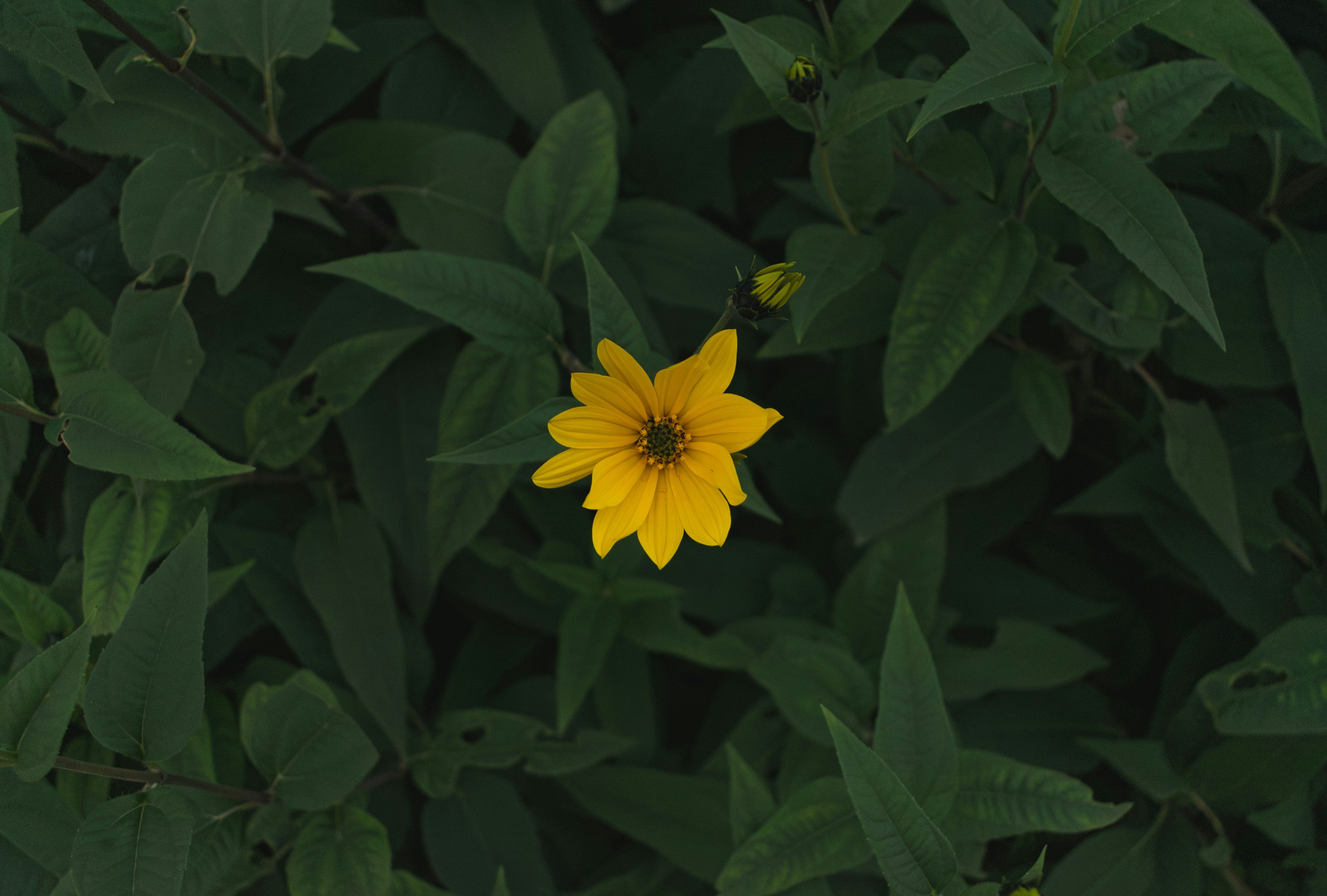 Photo by sarsenic