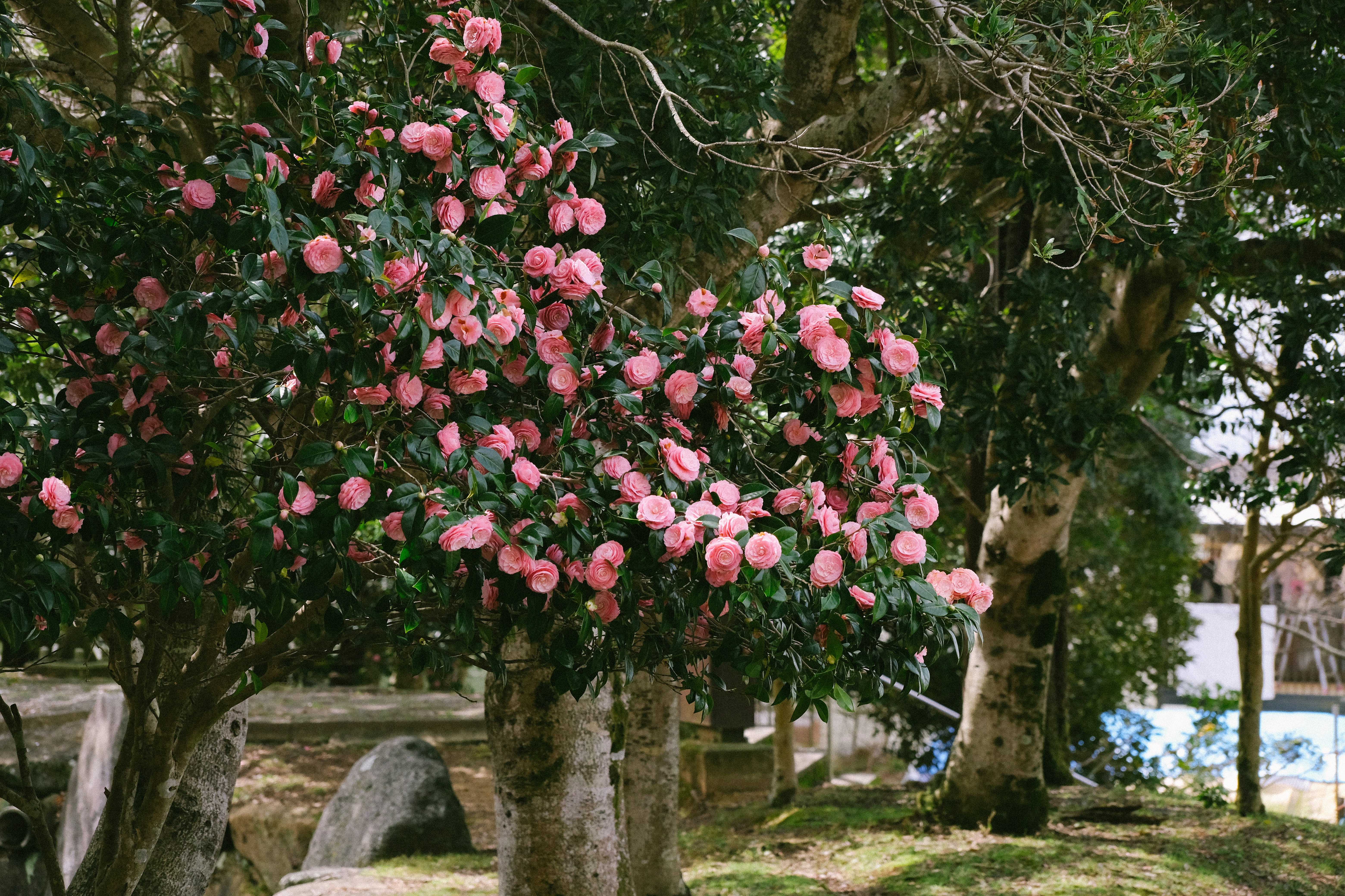 A tree with pink flowers in a park