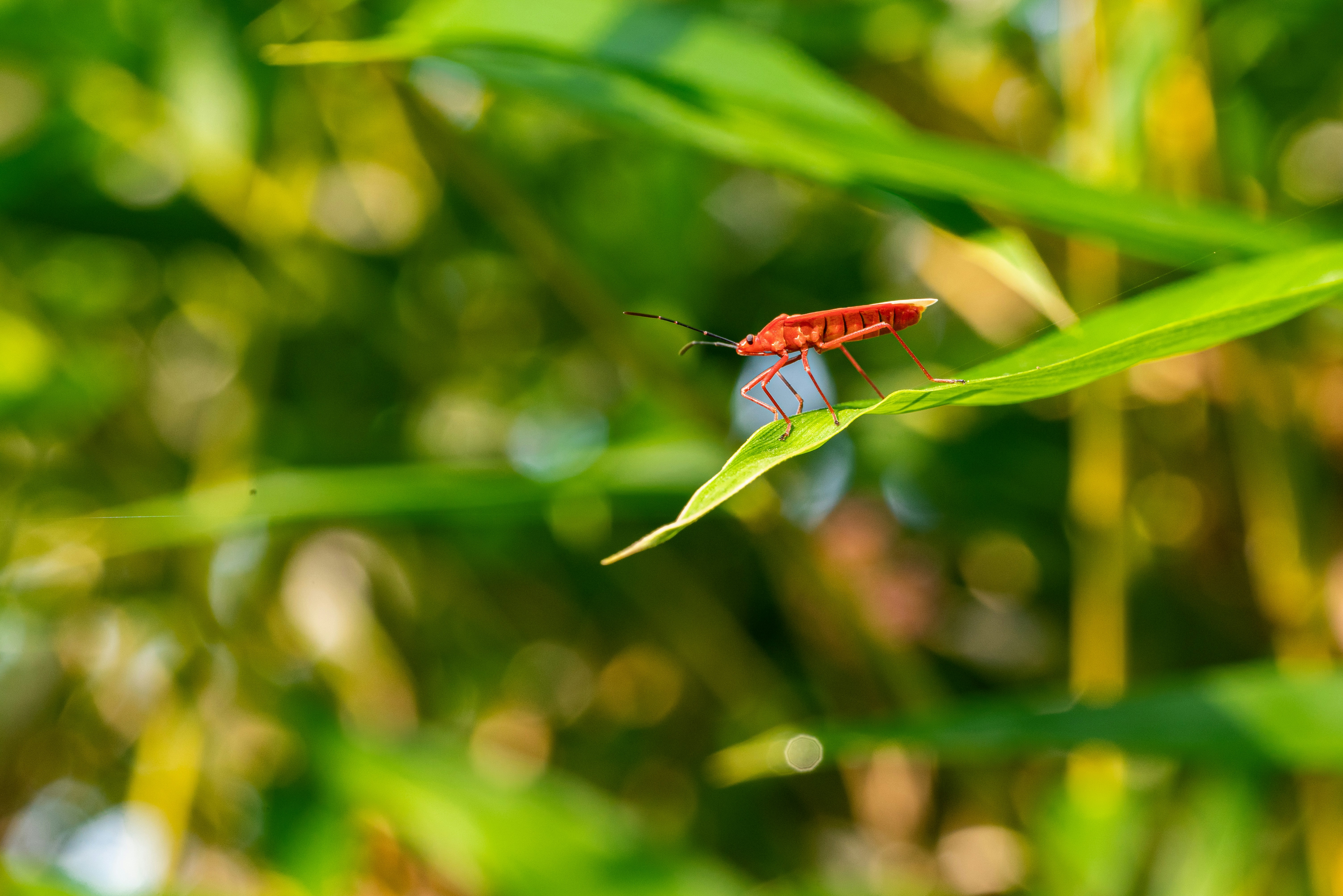 Photo by bholebababa