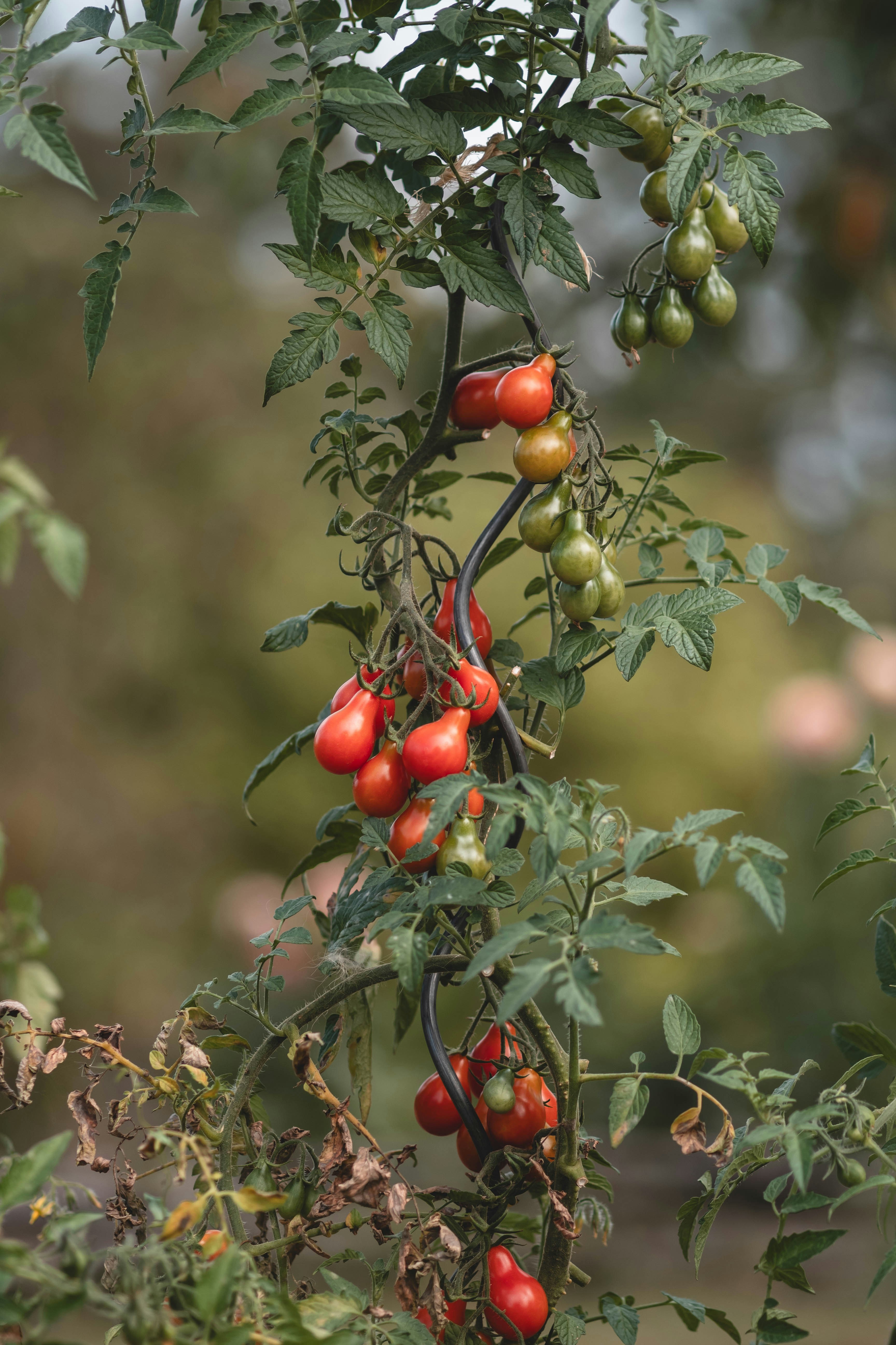 Photo by eileen_kummer