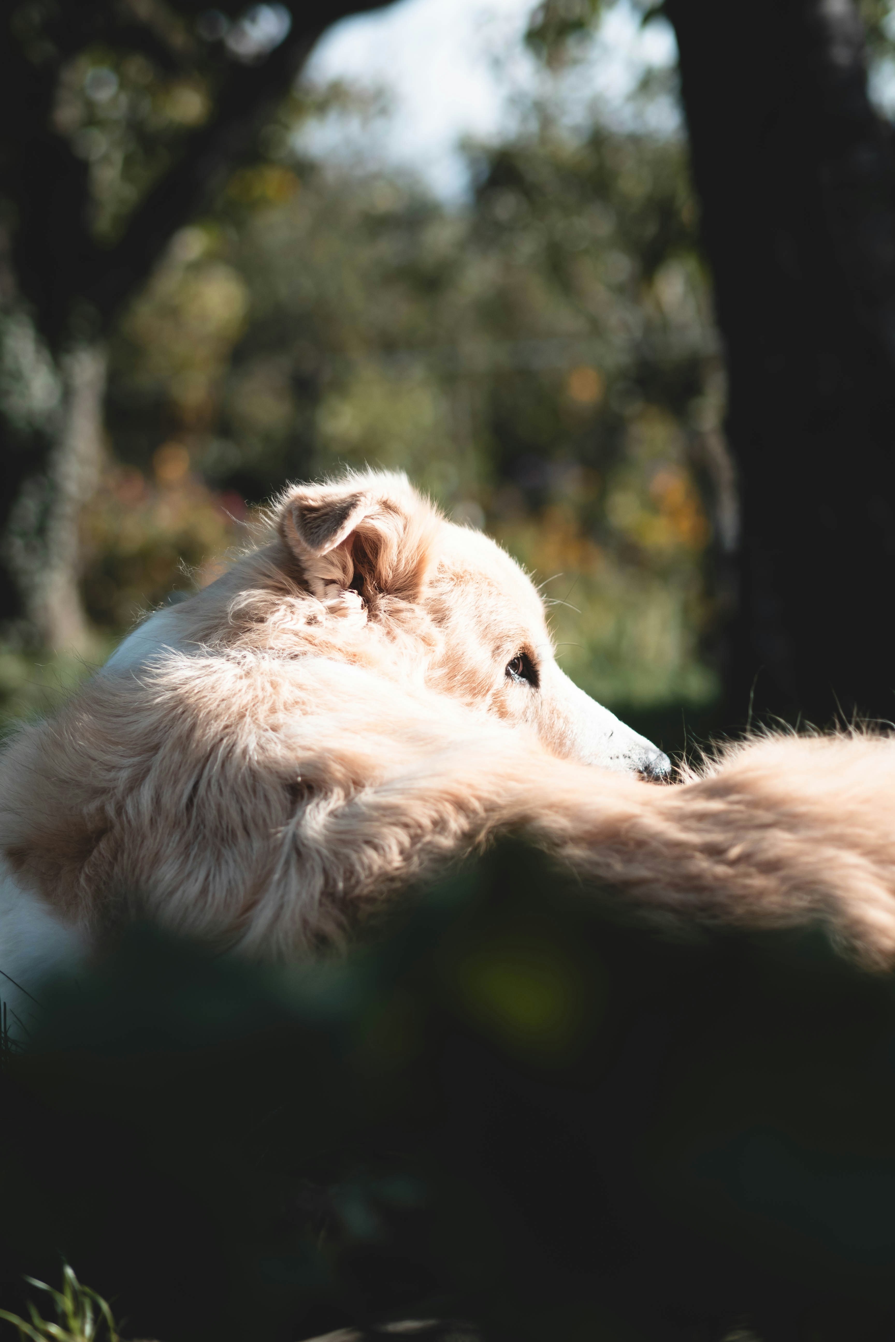 A white dog laying in the grass next to a tree